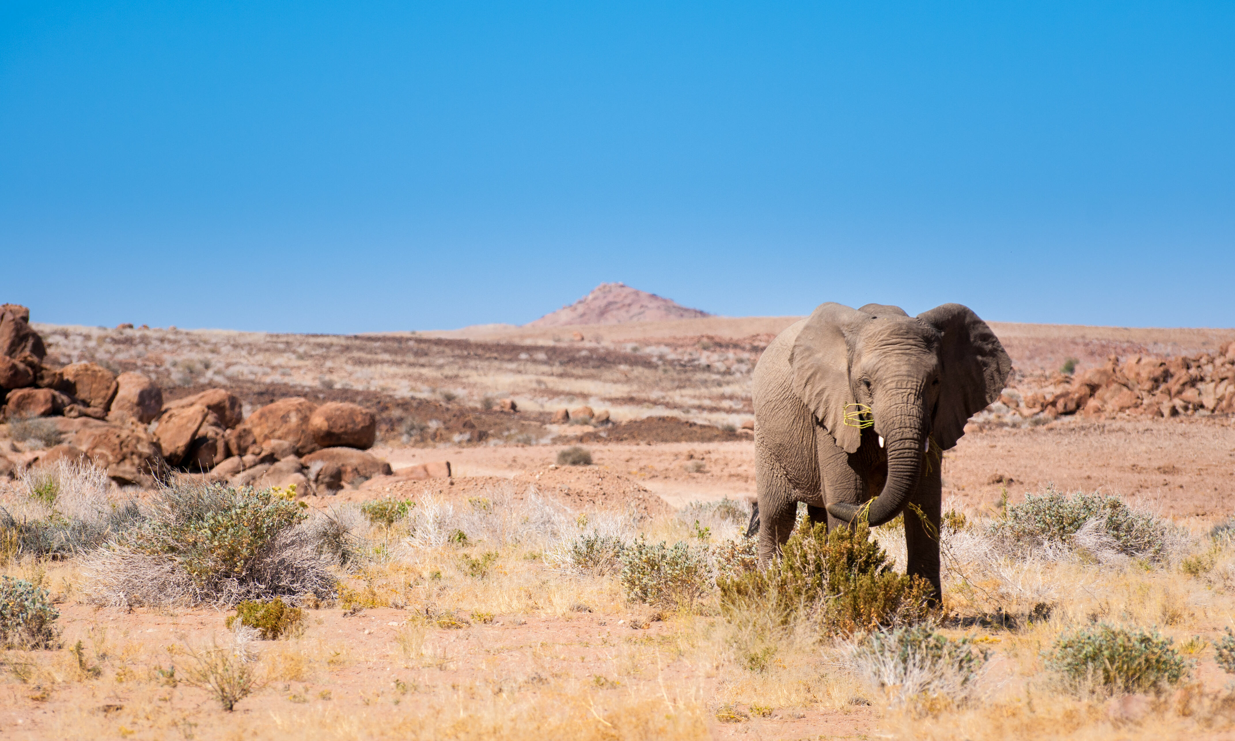 Woestjinolifant Namibie