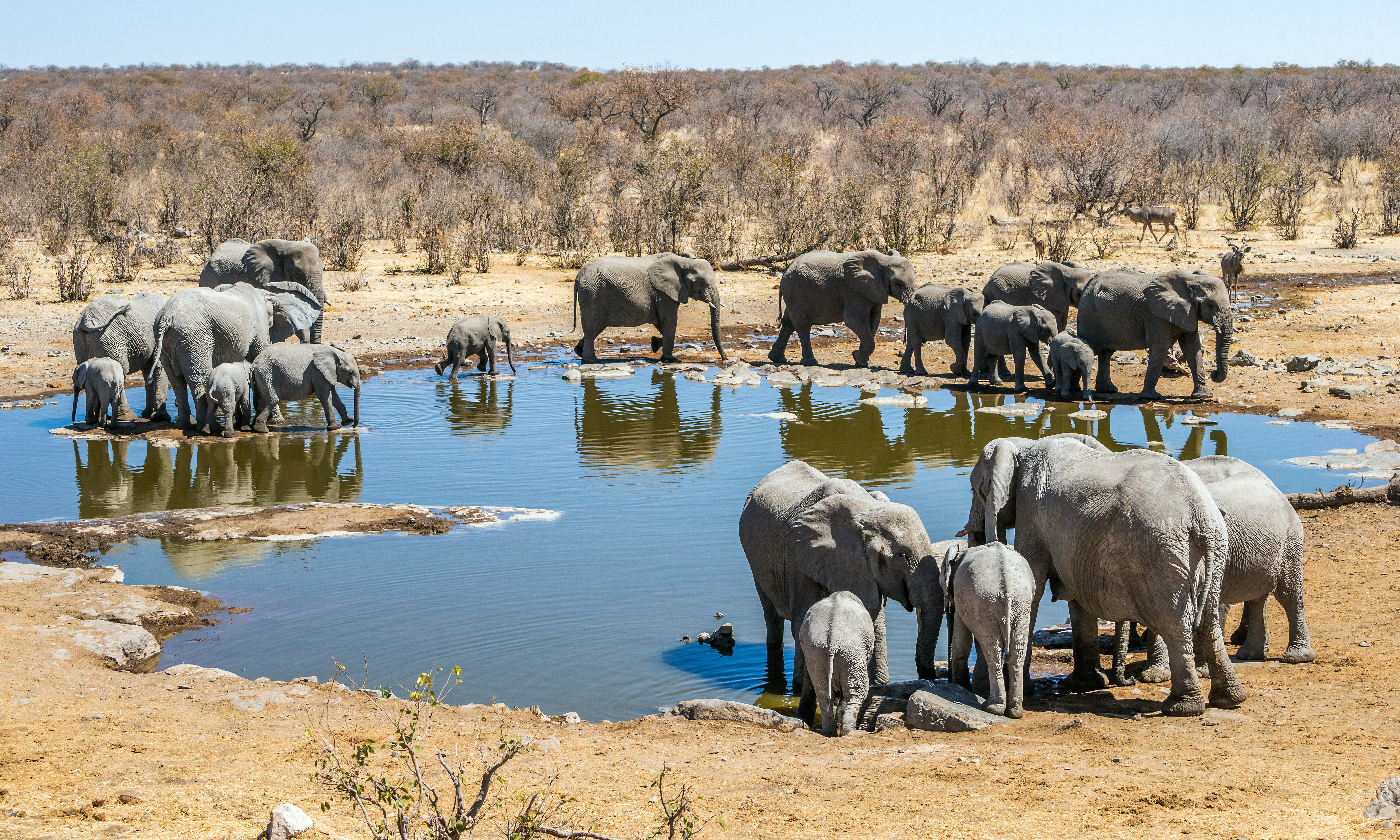 Etosha Namibie