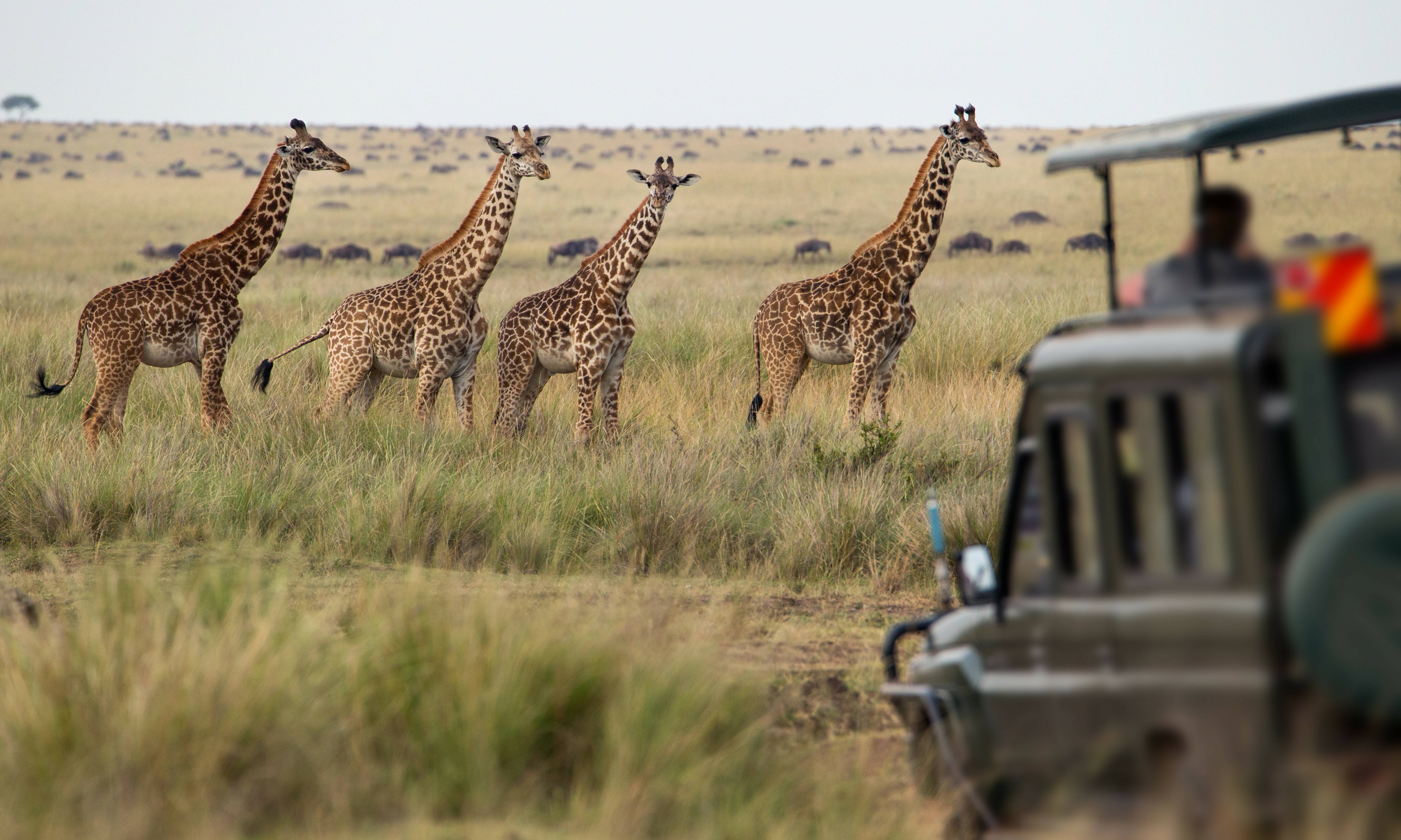 Etosha Namibie