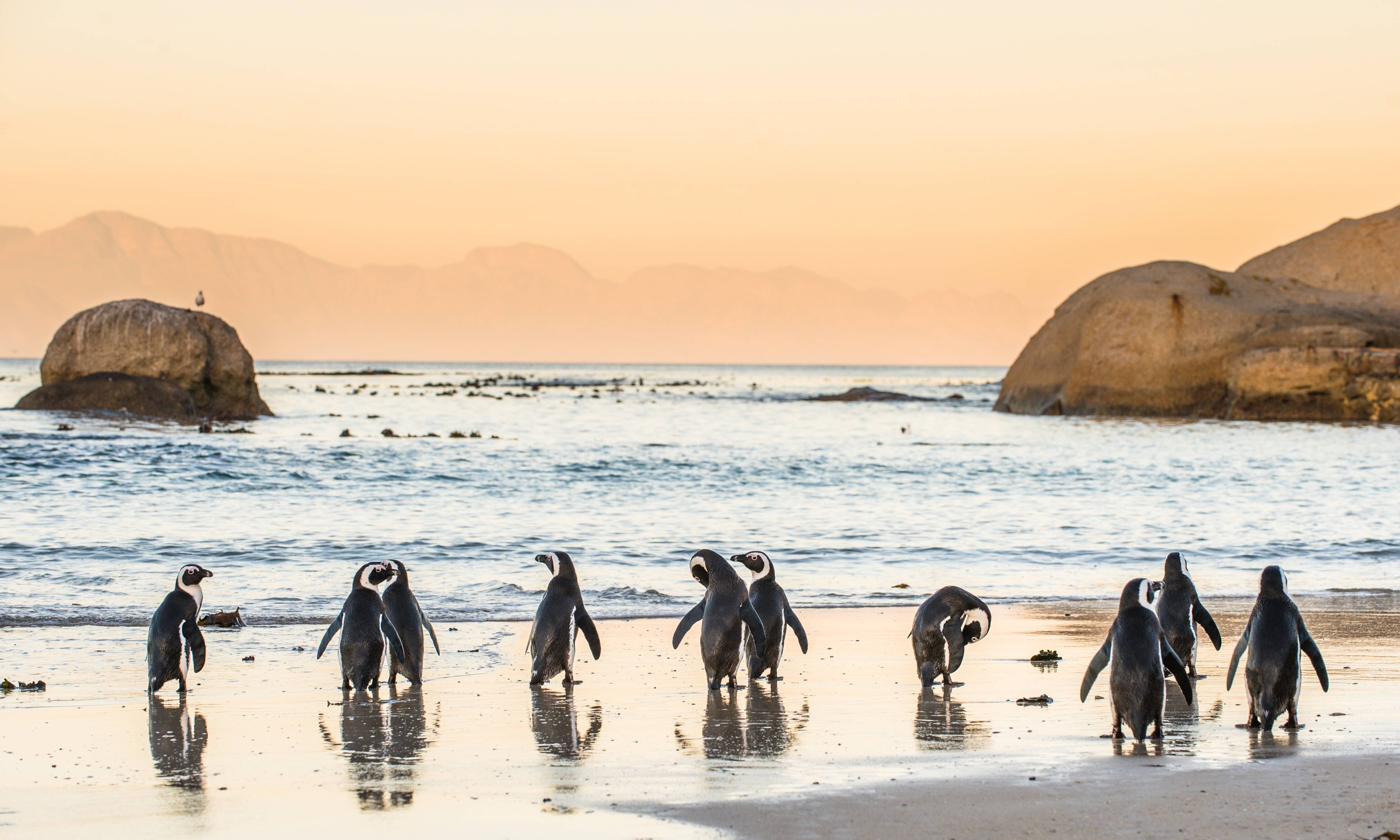 Boulders Beach