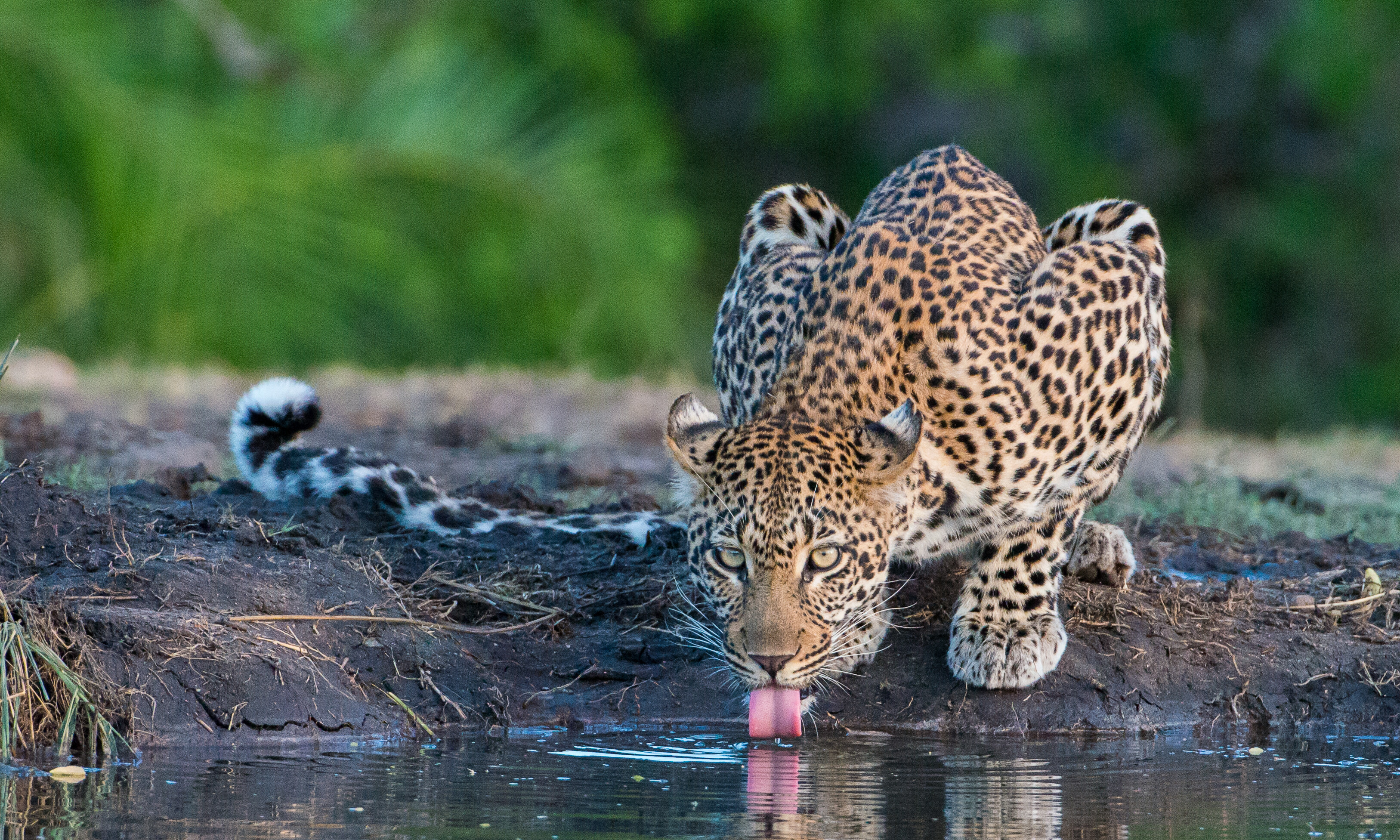 Sabi Sands