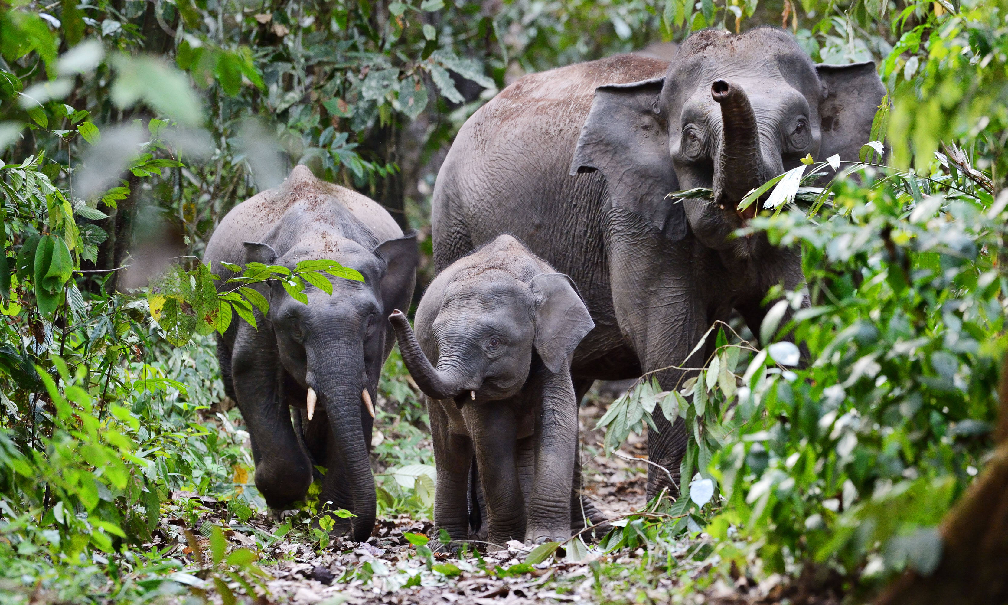 Borneo Rainforest Lodge