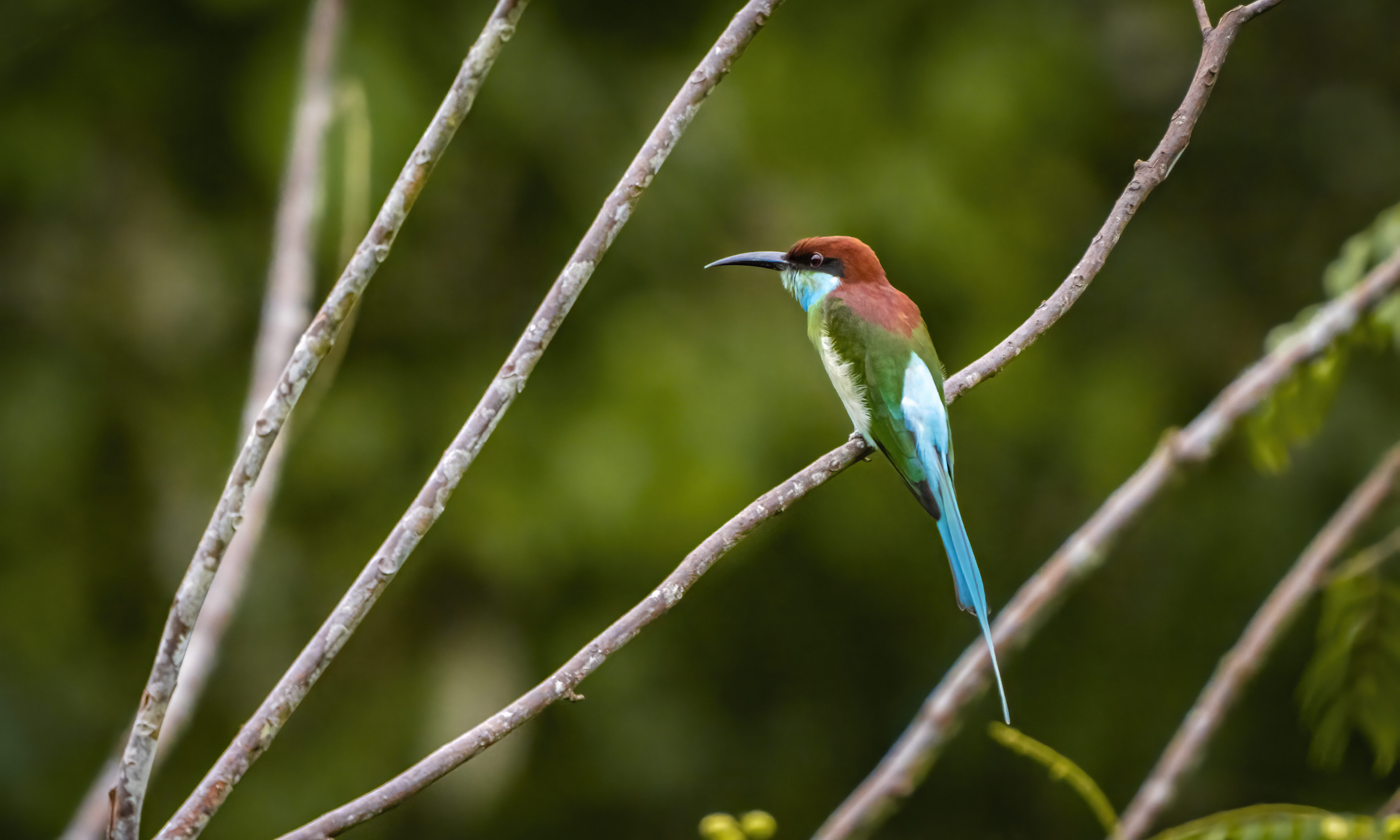 Borneo Rainforest Lodge