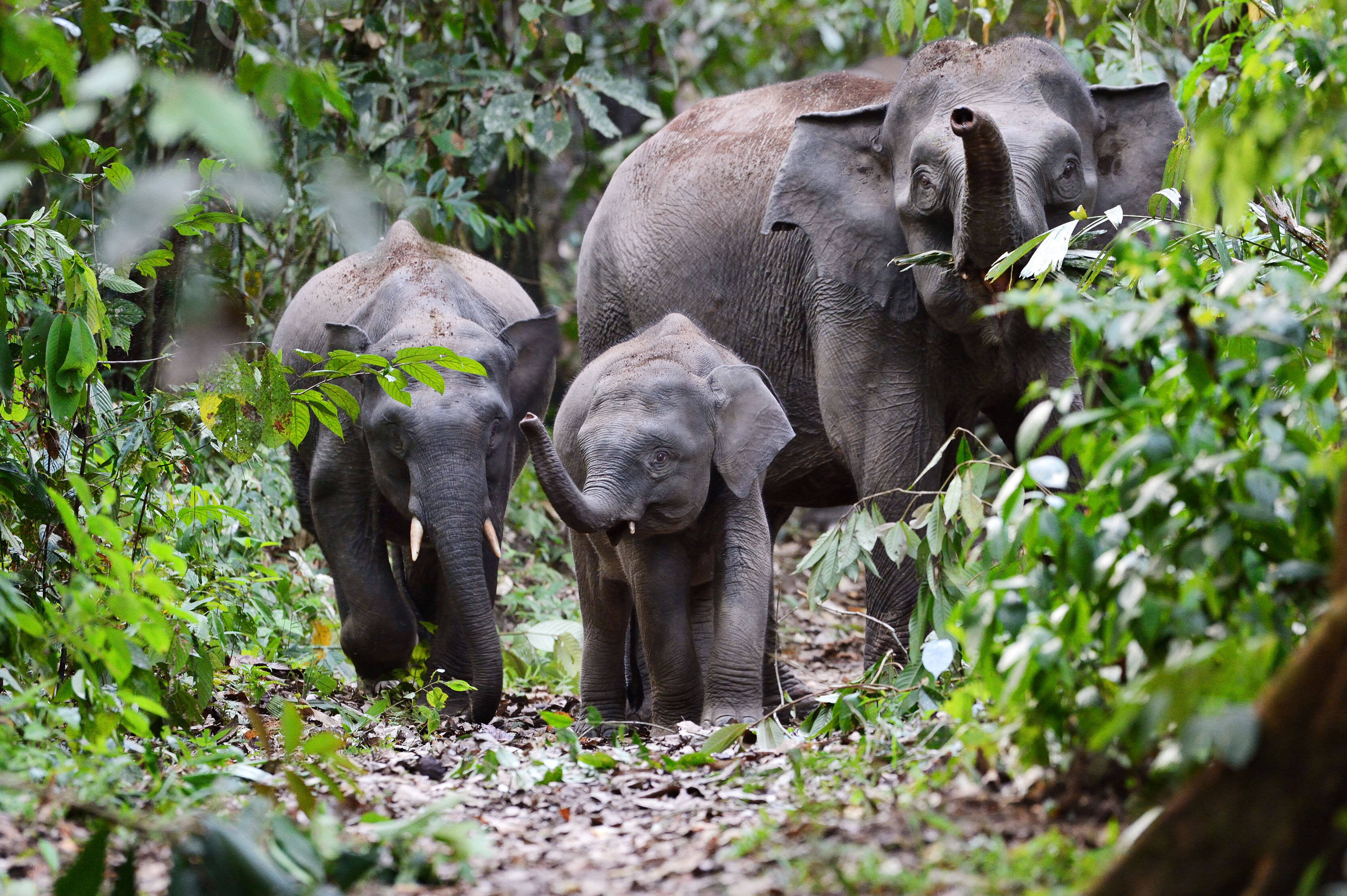 Danum Valley