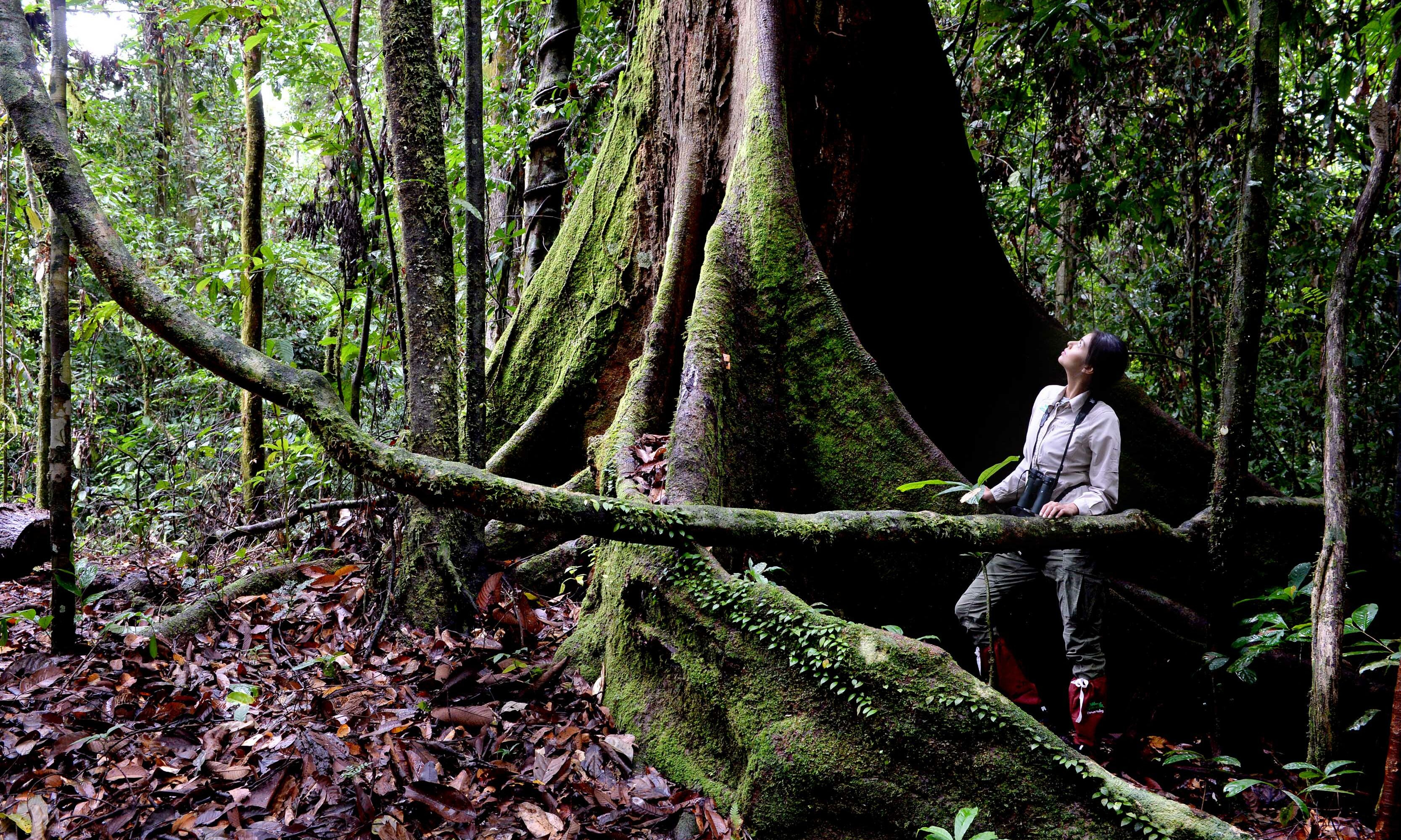 Danum Valley