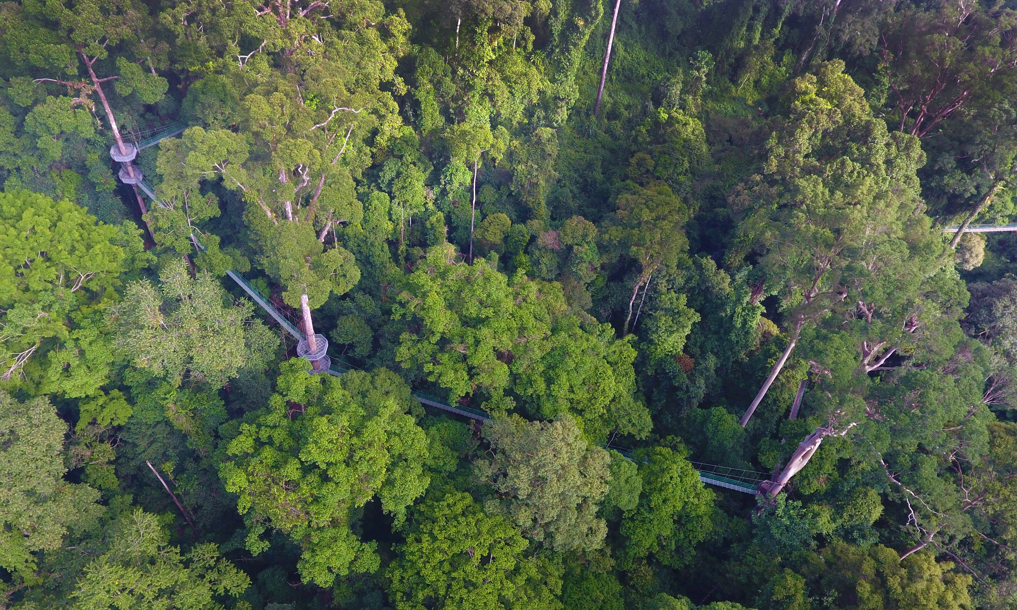 Danum Valley