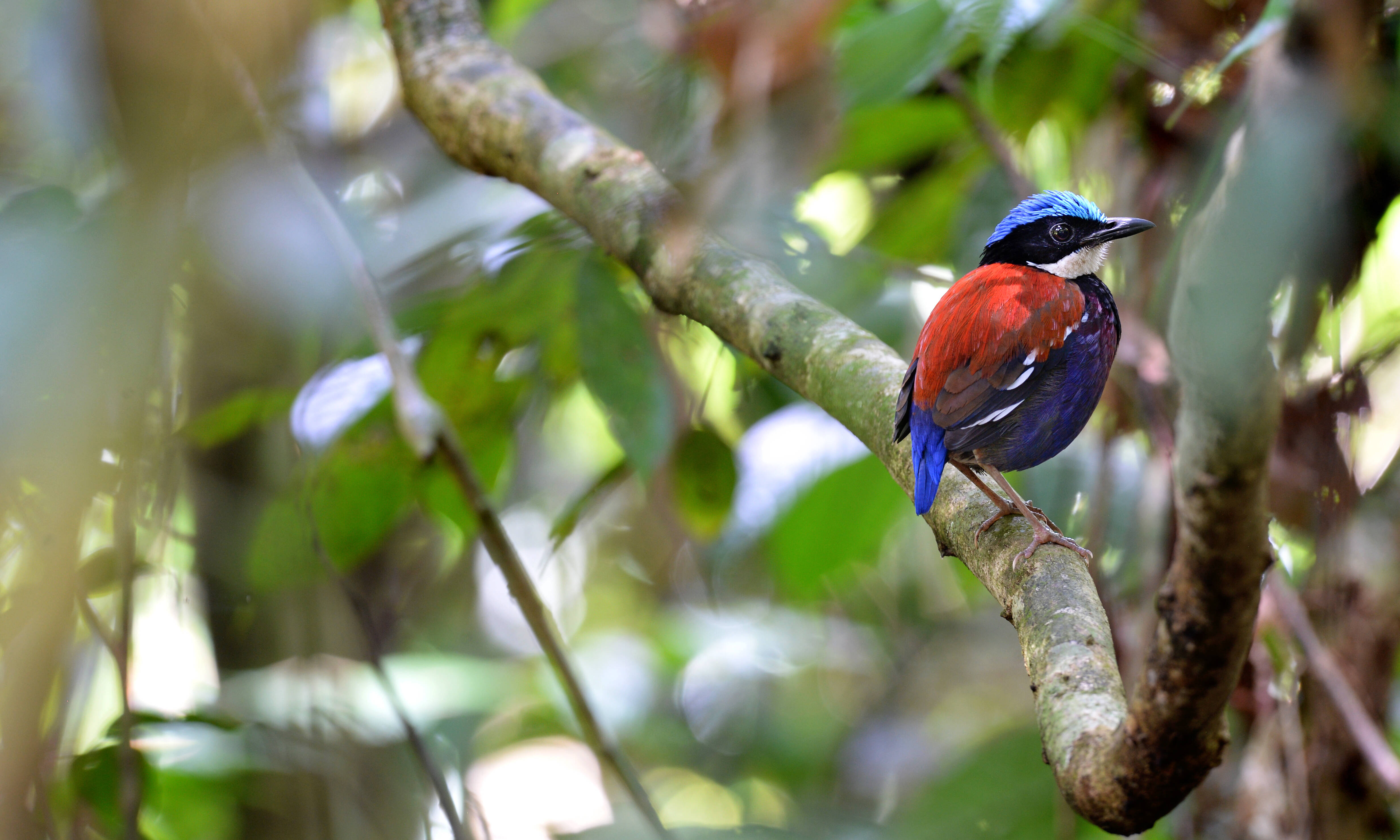 Danum Valley