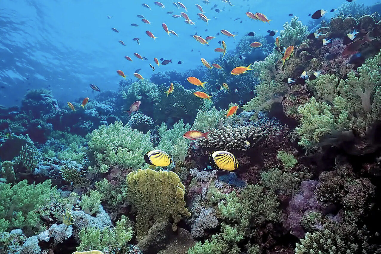 Snorkelexcursie vanuit het Candi Beach Resort in Candidasa op Bali