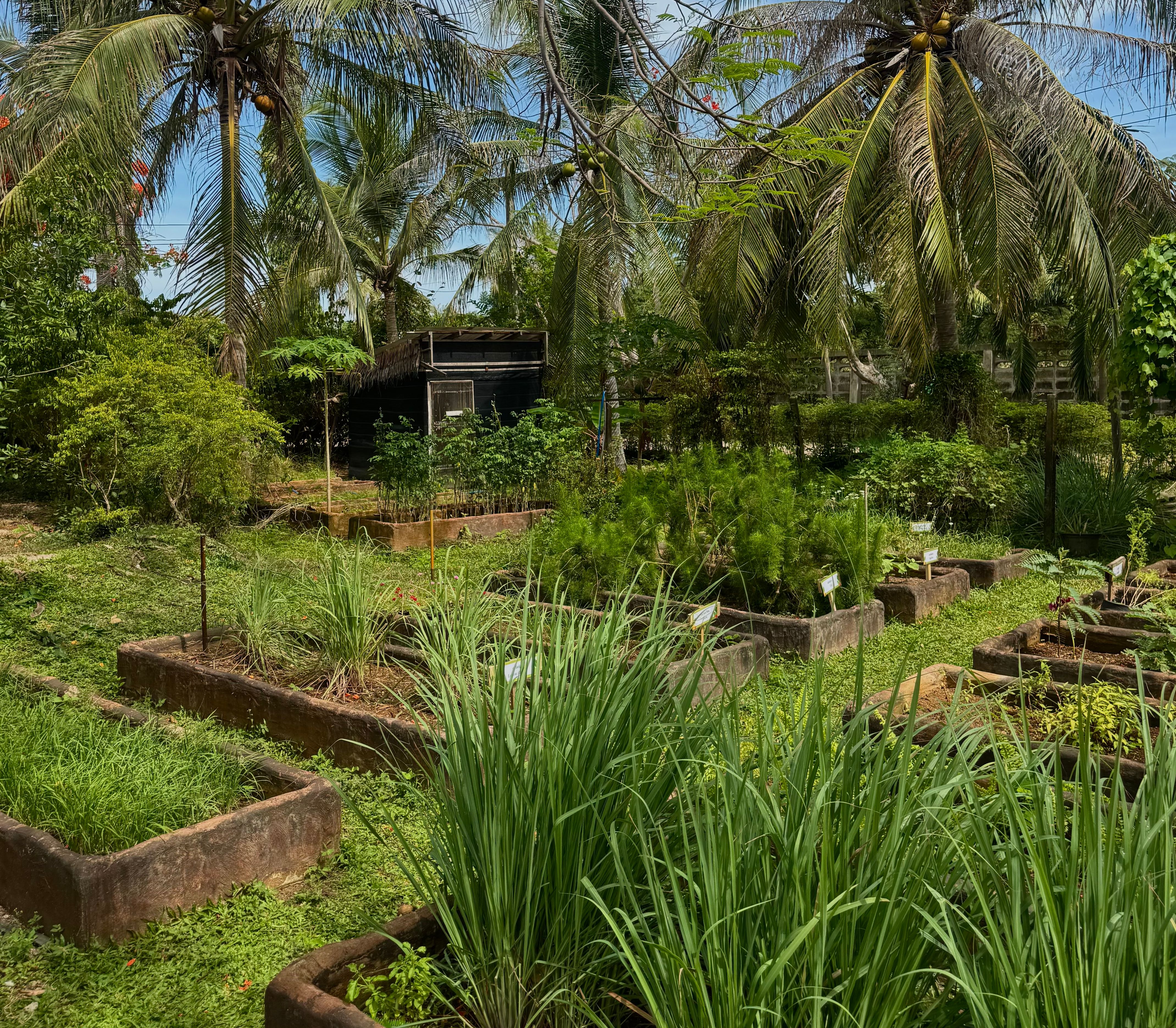 Thailand-Organic-Garden-