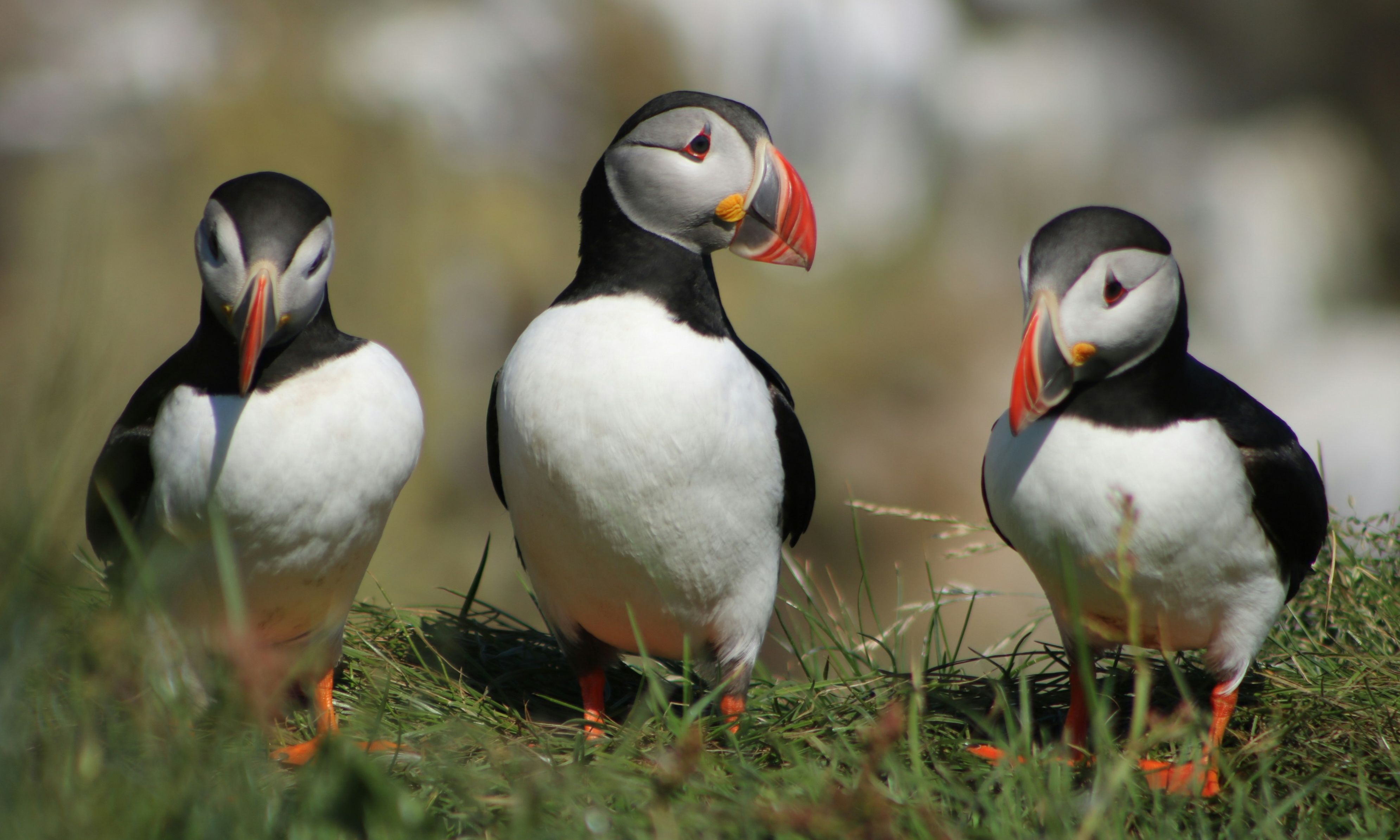 Puffins IJsland