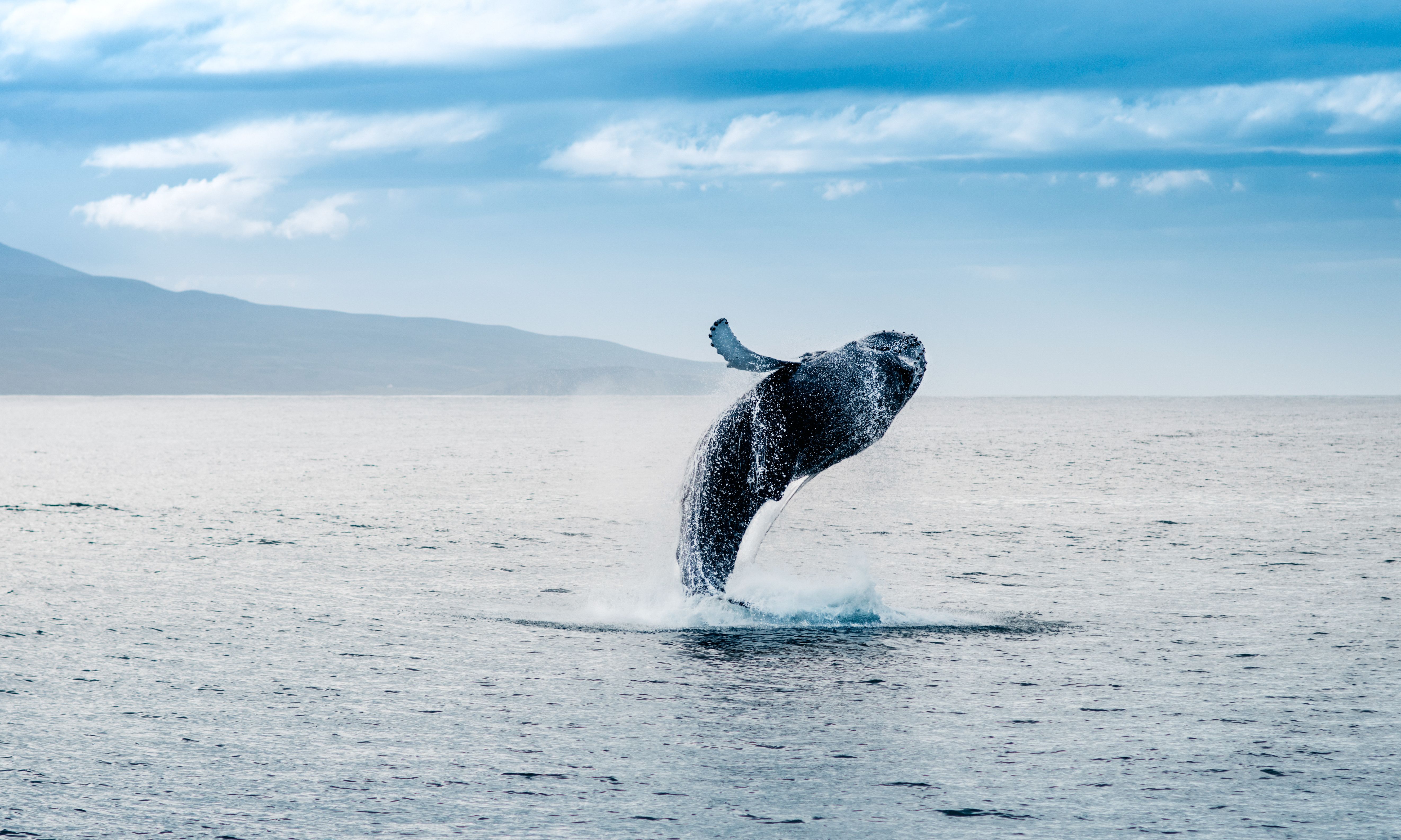Walvis IJsland