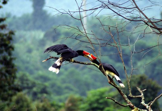 Neushoornvogels bij Tabin Wildlife Reserve
