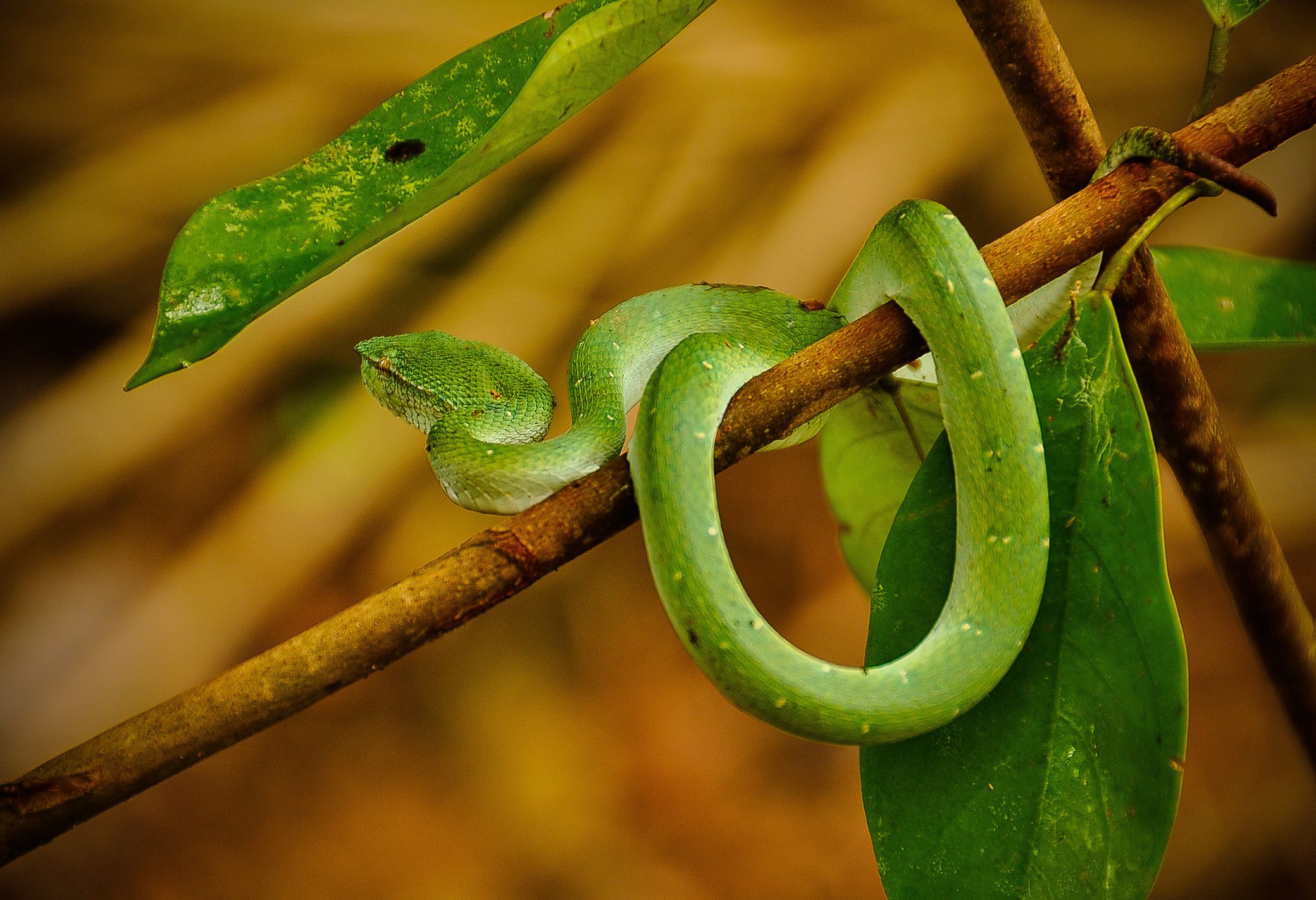 Slang in de jungle van Borneo