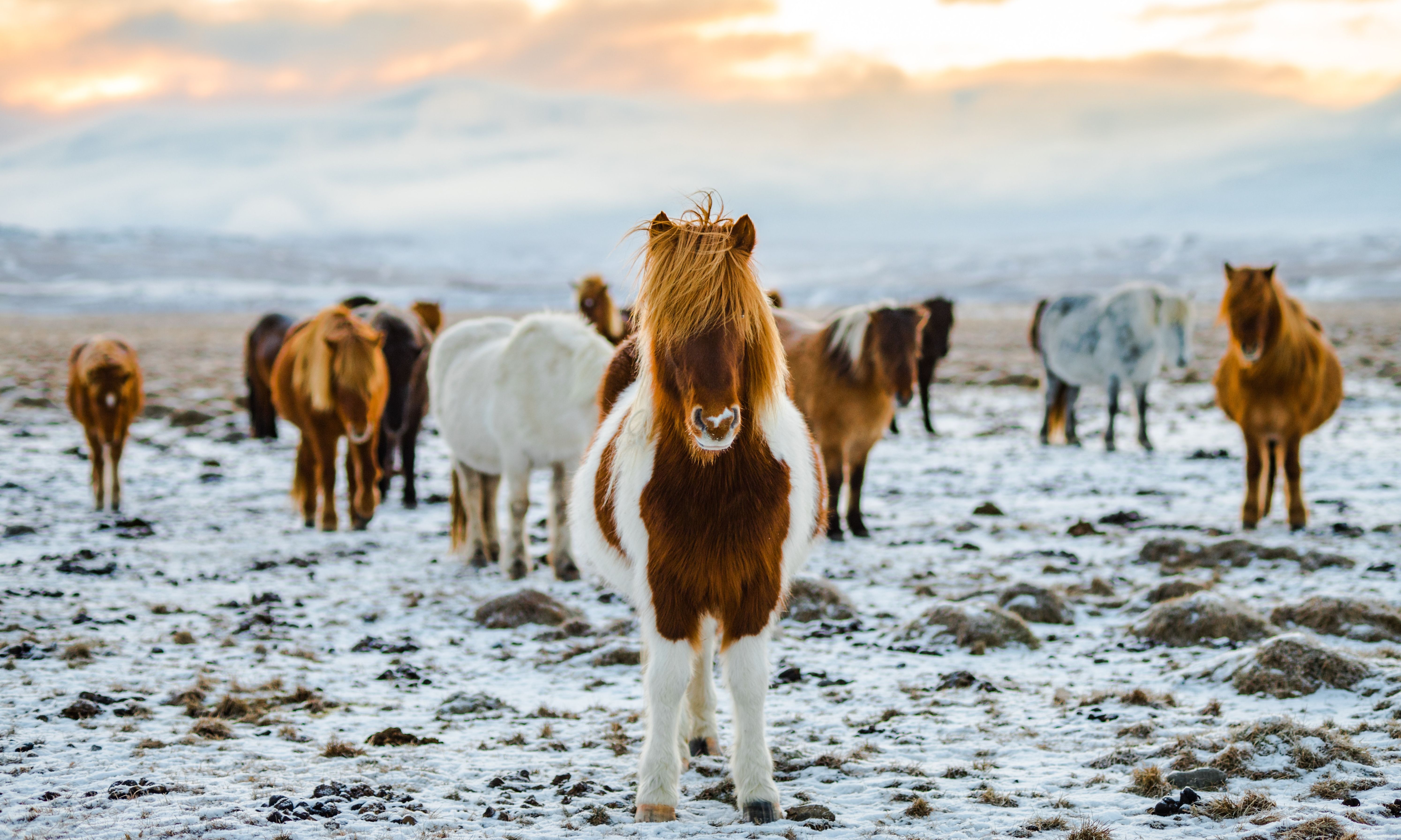 IJslandse Paarden