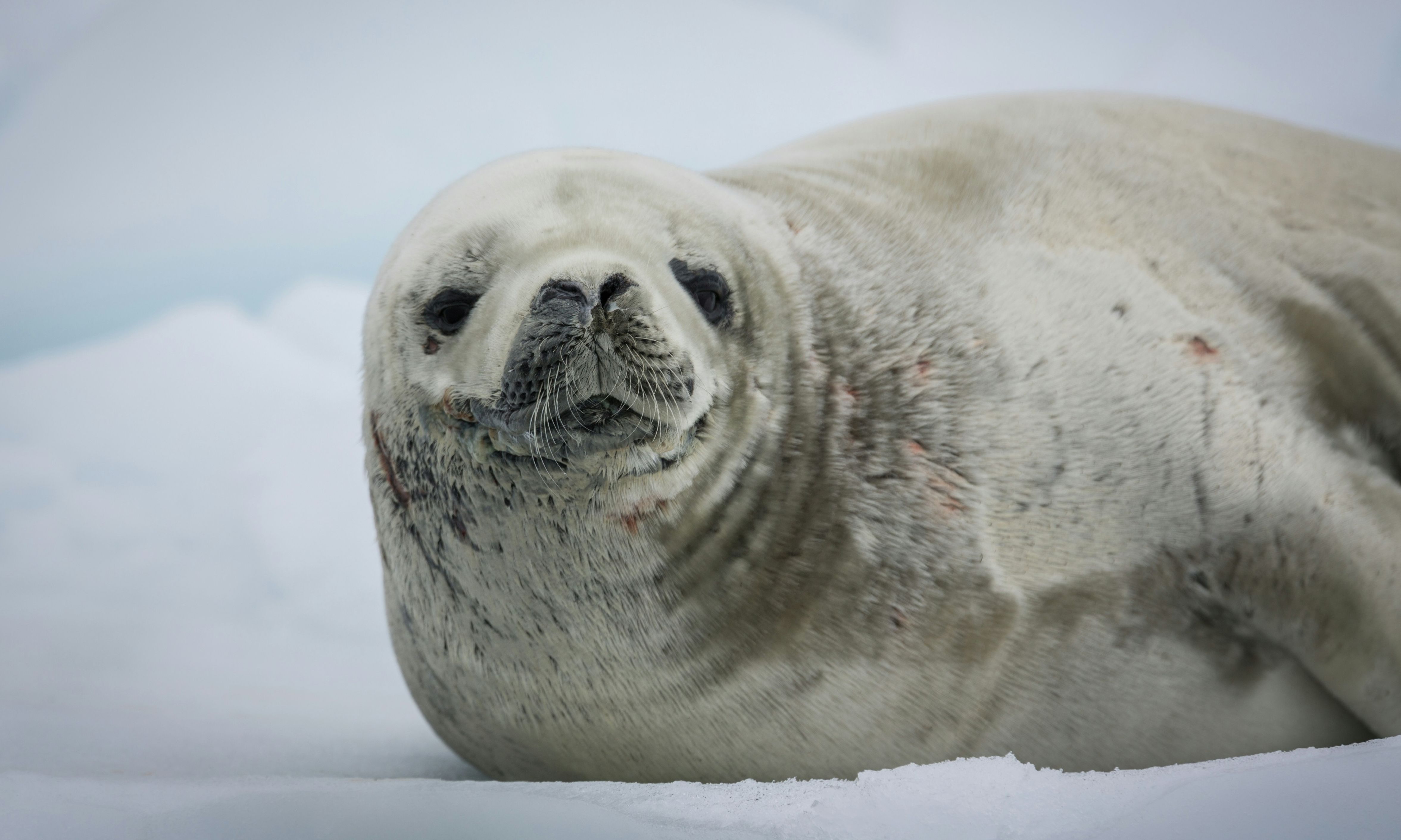 Jokulsarlon IJsland