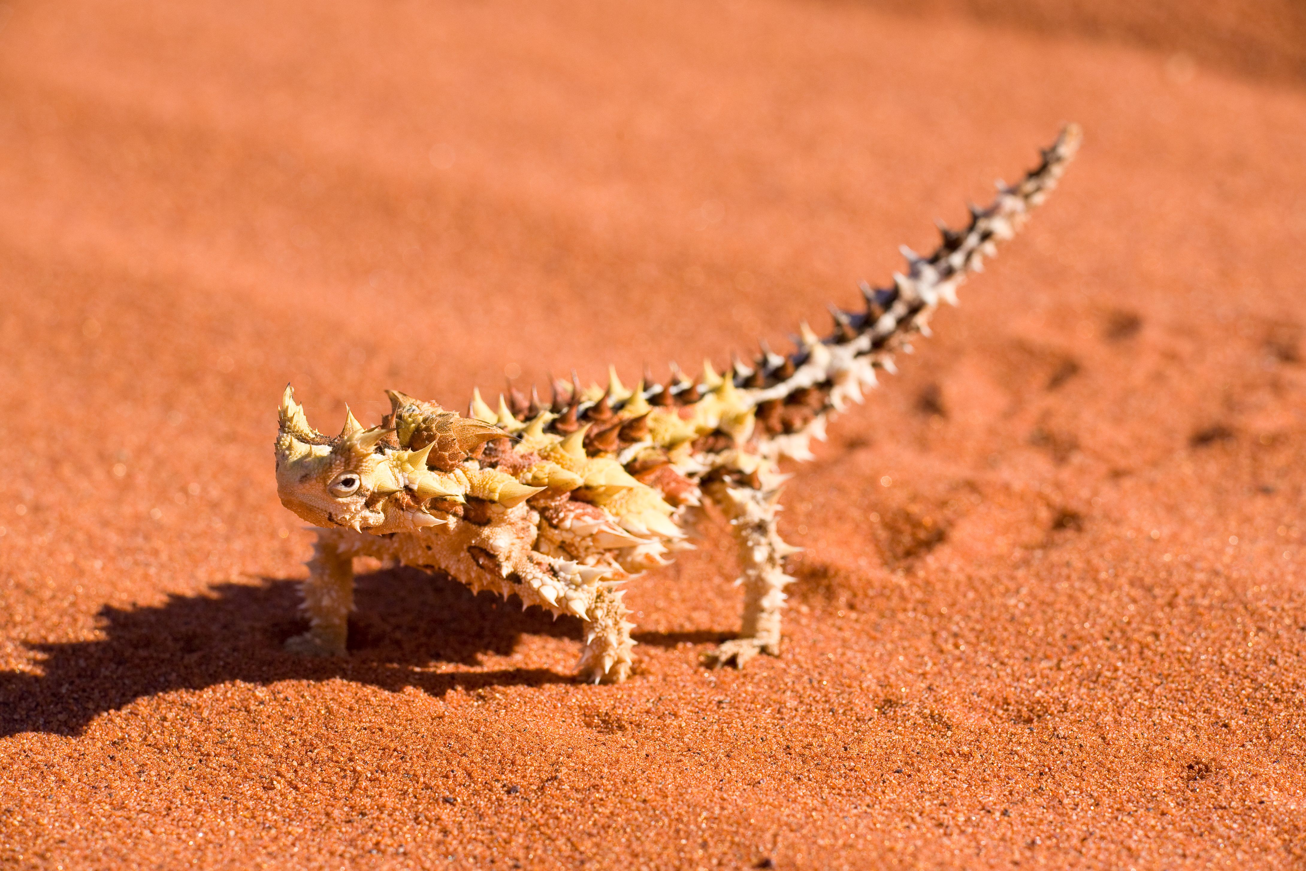 Thorny Devil in de Outback