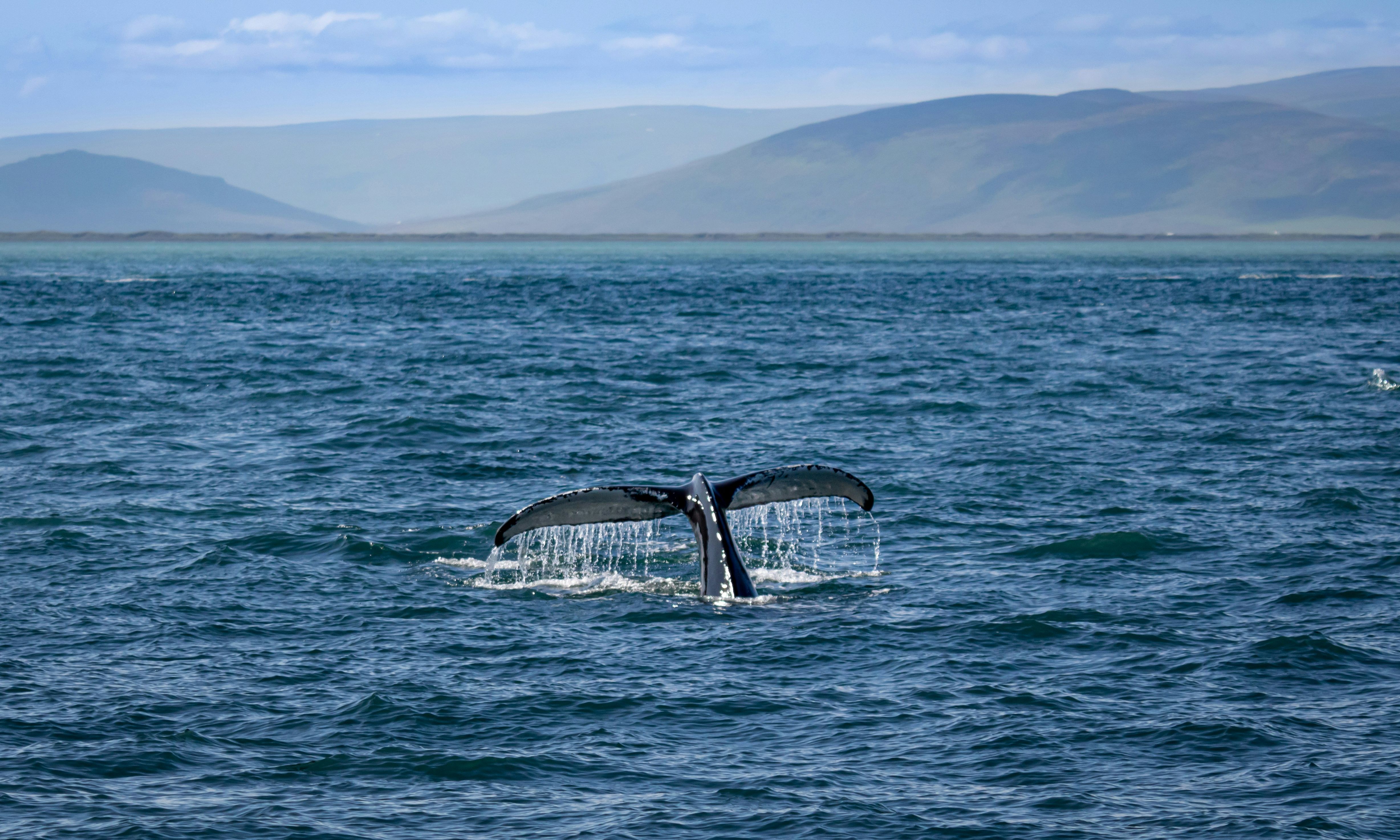 Husavik IJsland