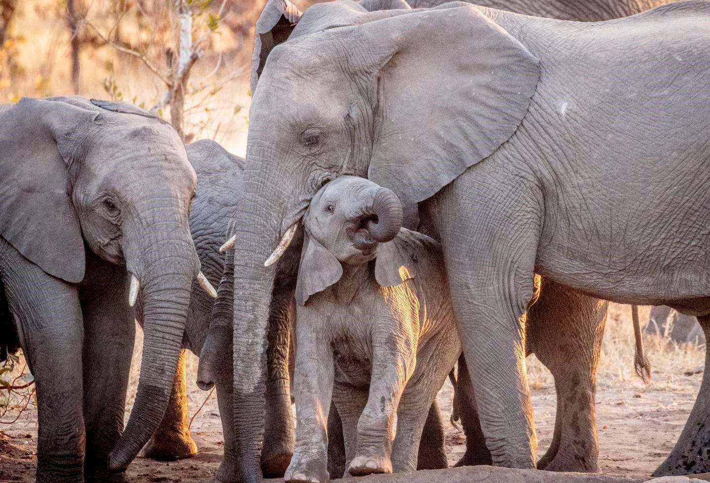Timbavatie game reserve Zuid Afrika