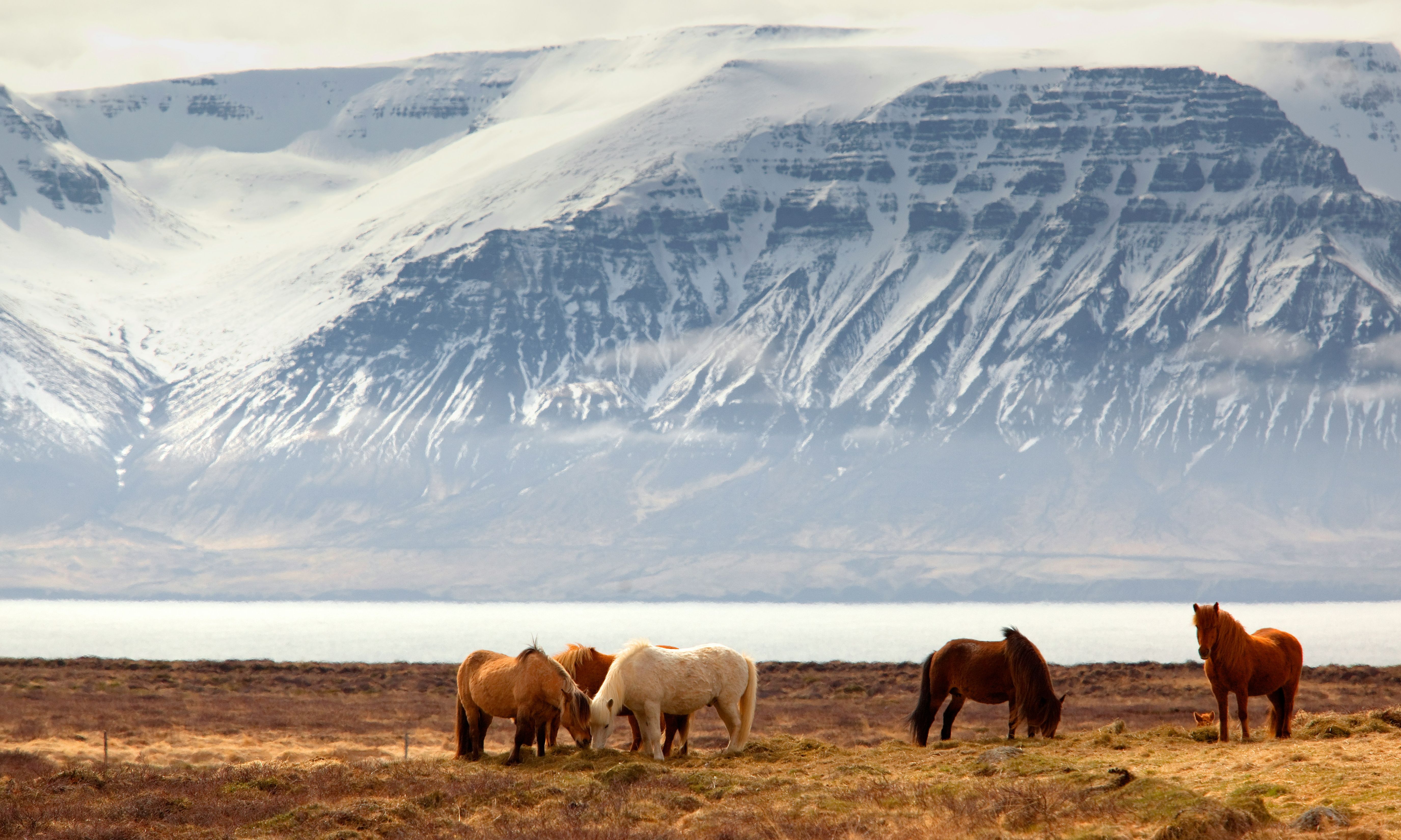 Westfjorden IJsland