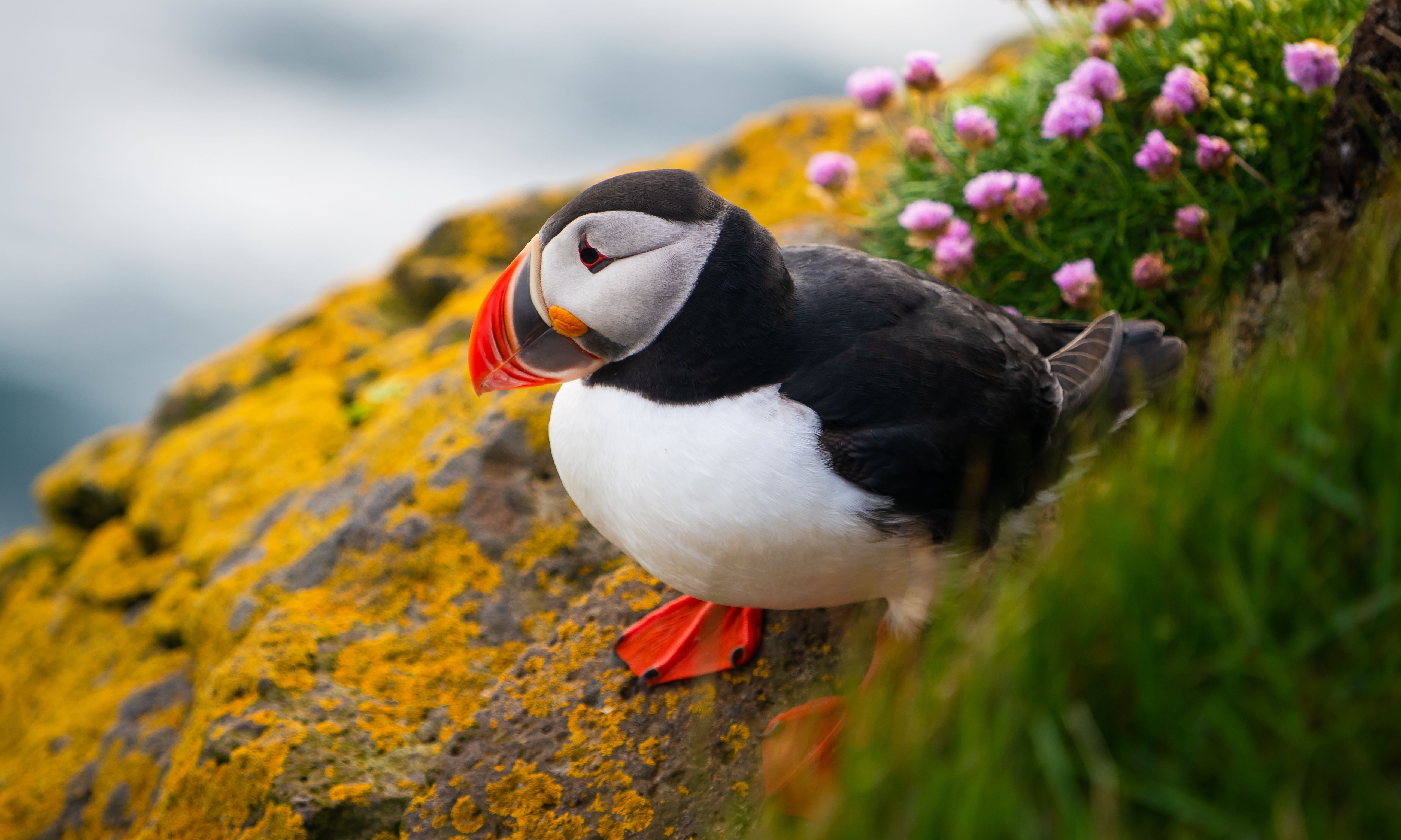 Puffin IJsland
