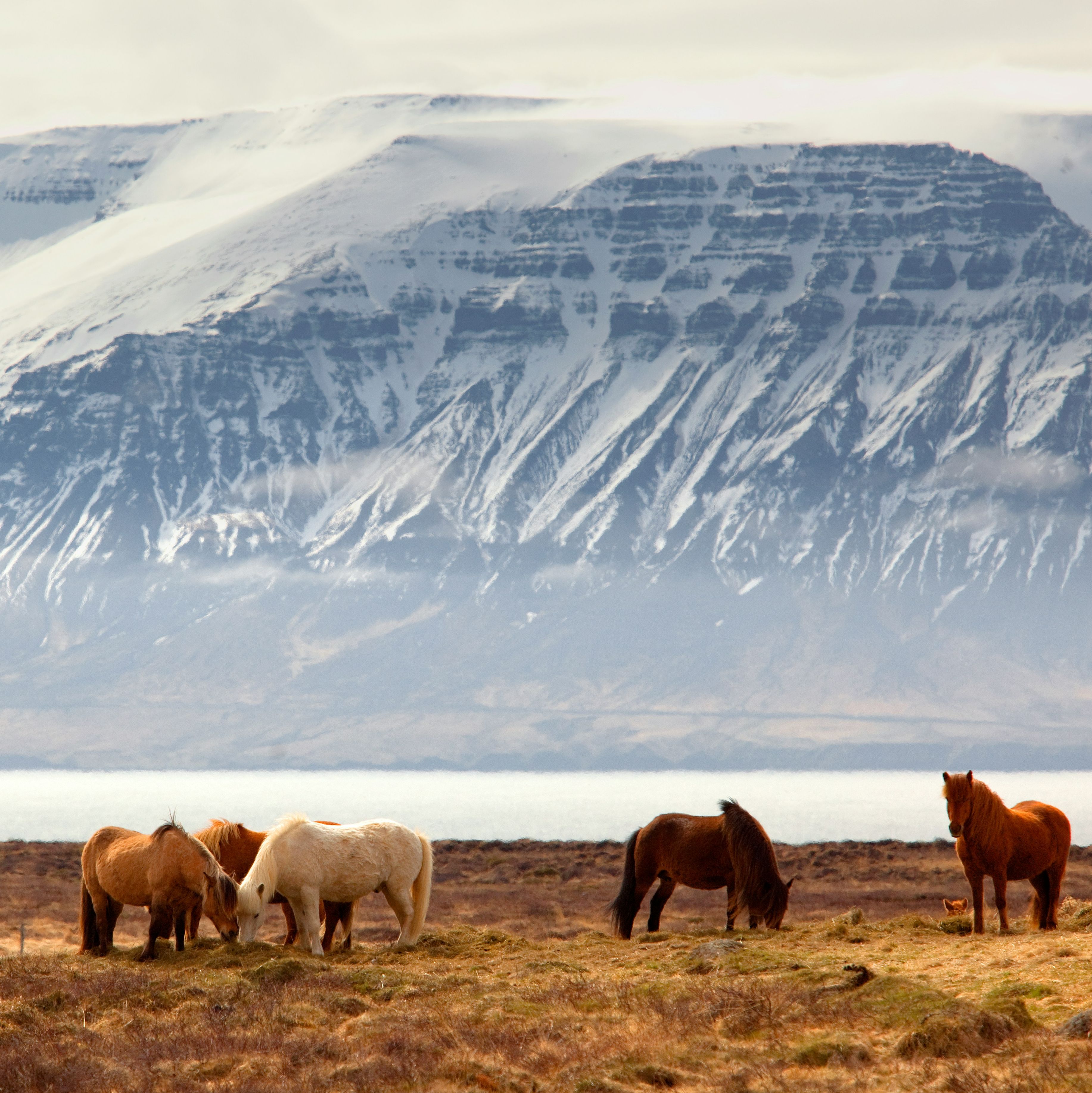 IJsland