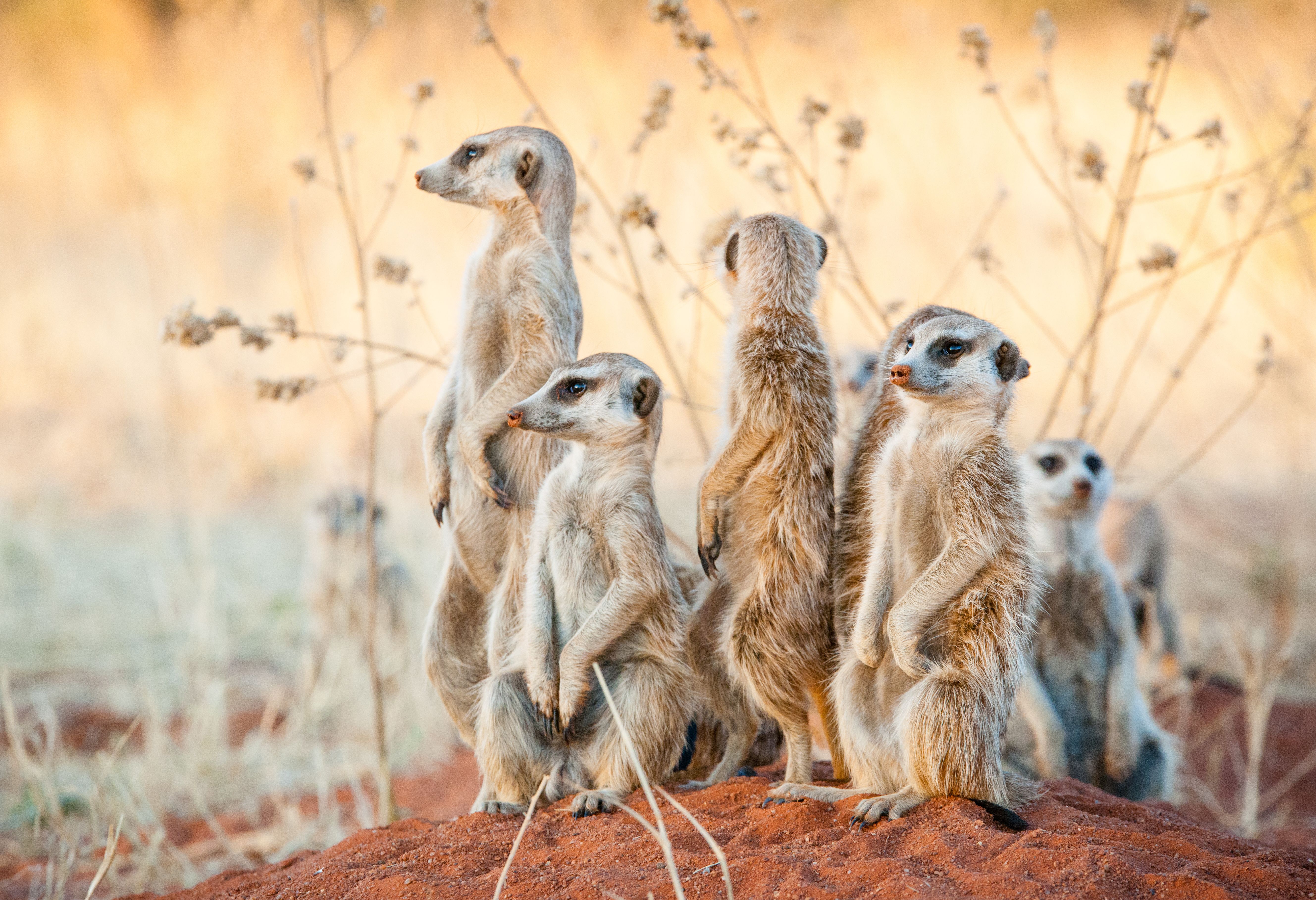 Stokstaartjes in Zuid-Afrika