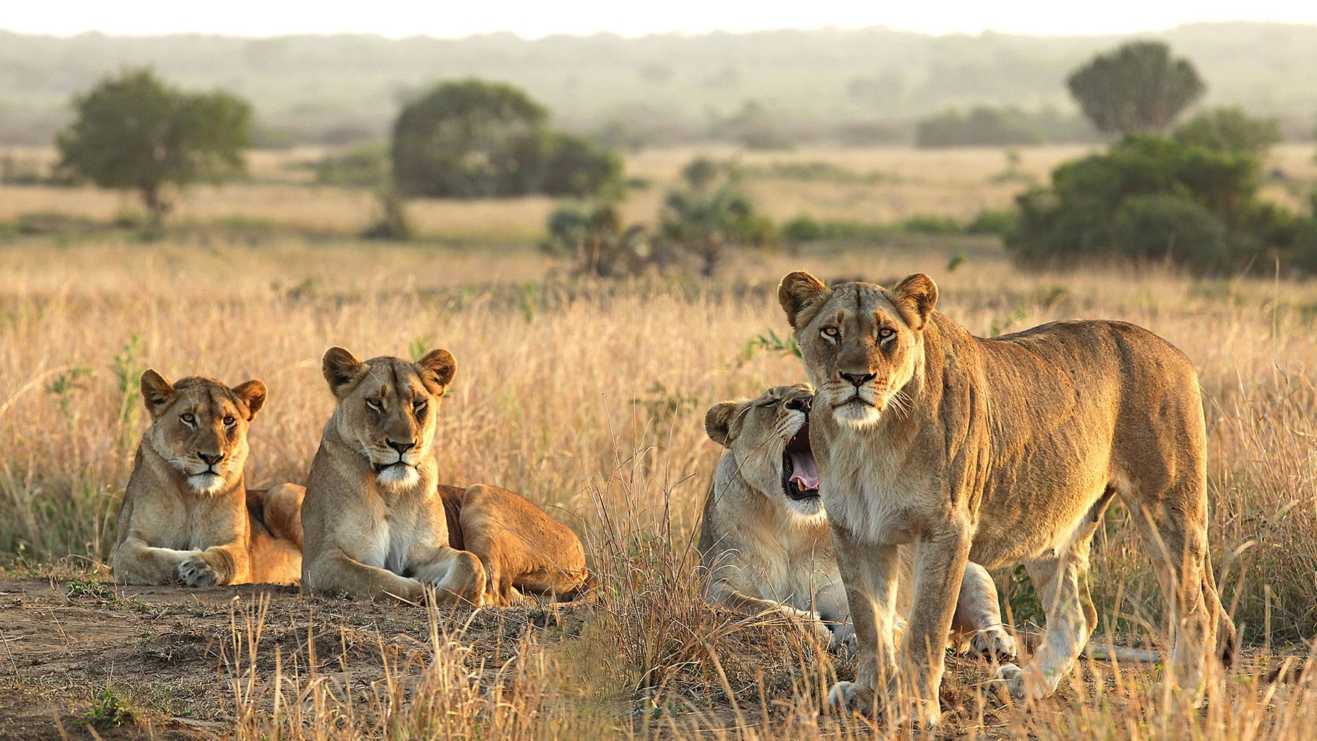 Zuid-Afrika-Kruger-Park-ngala-lions