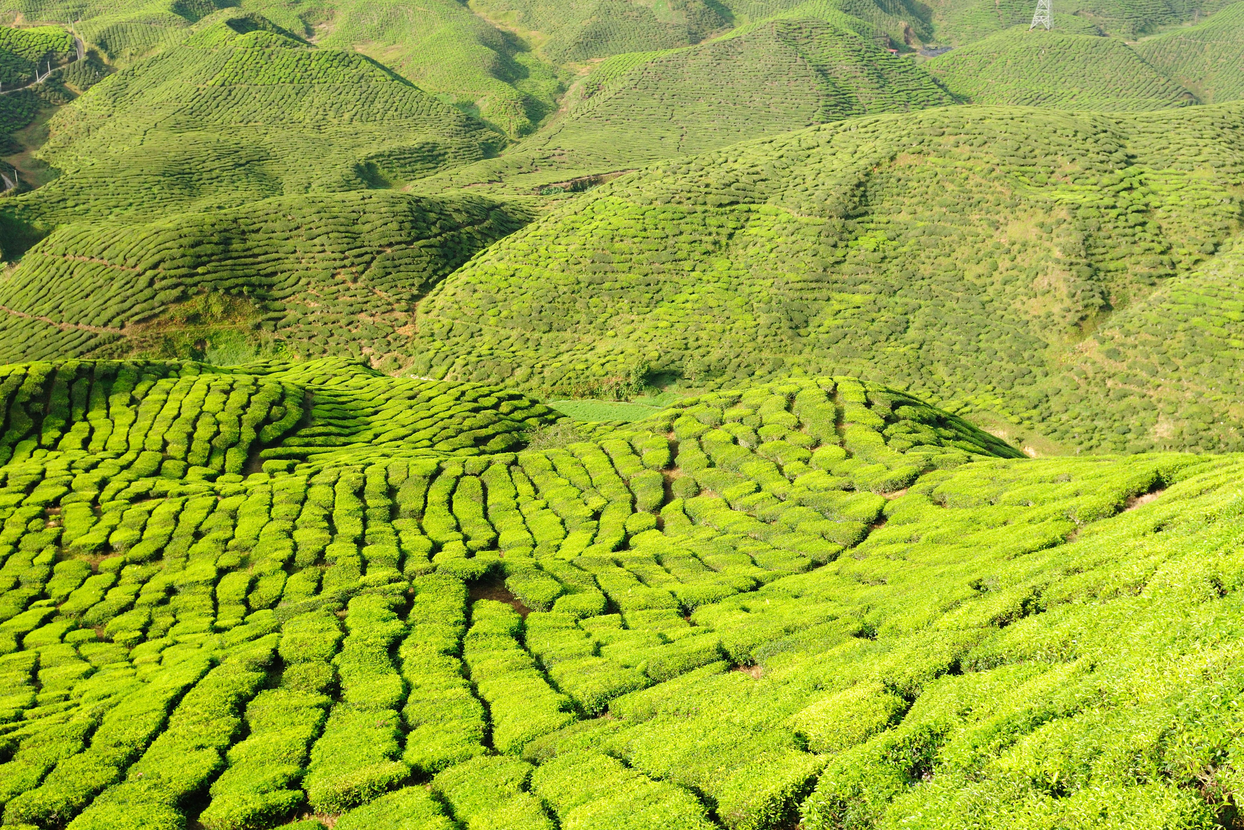 Theevelden van de Cameron Highlands