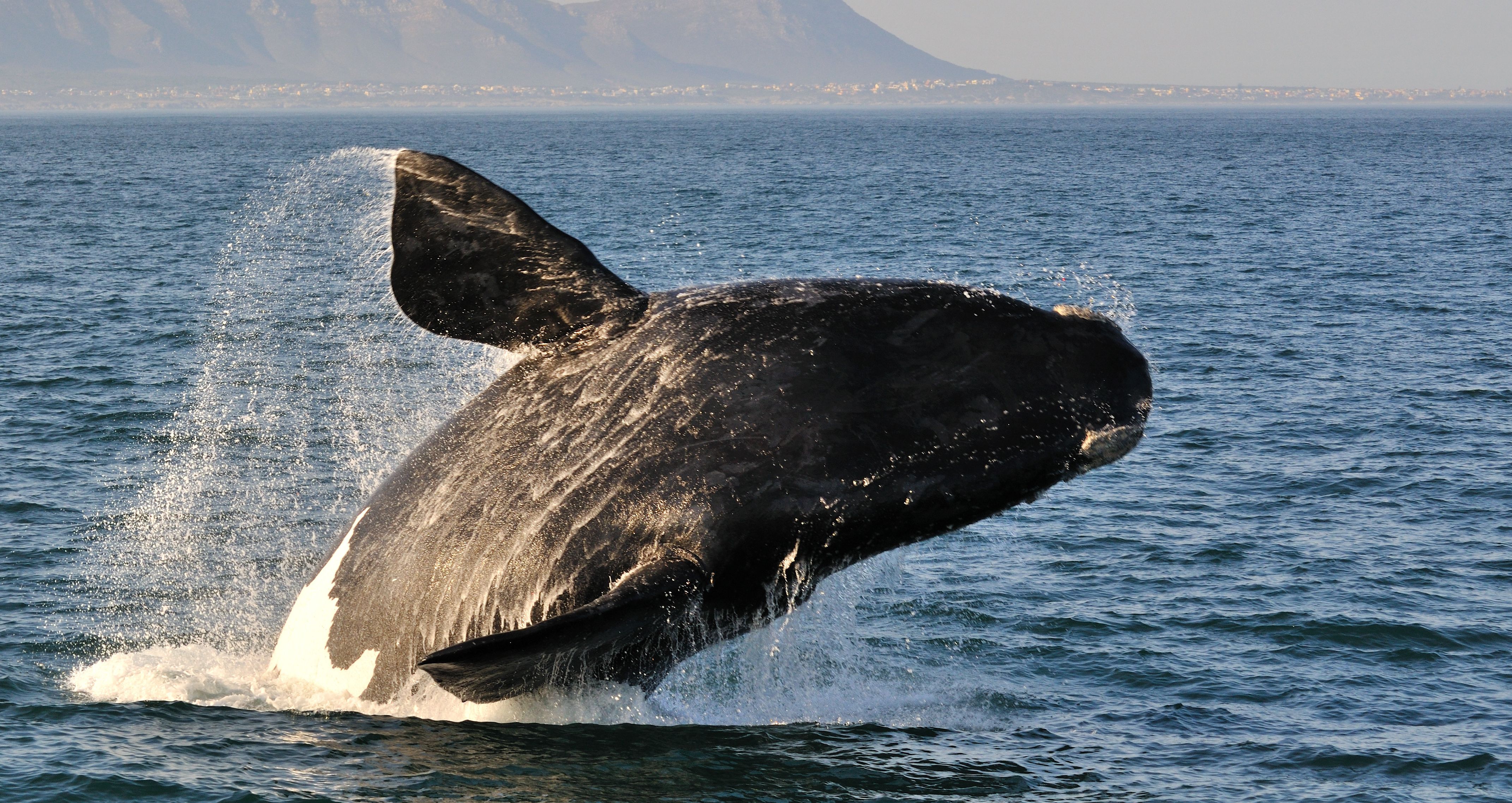 zuid-afrika-hermanus-walvis