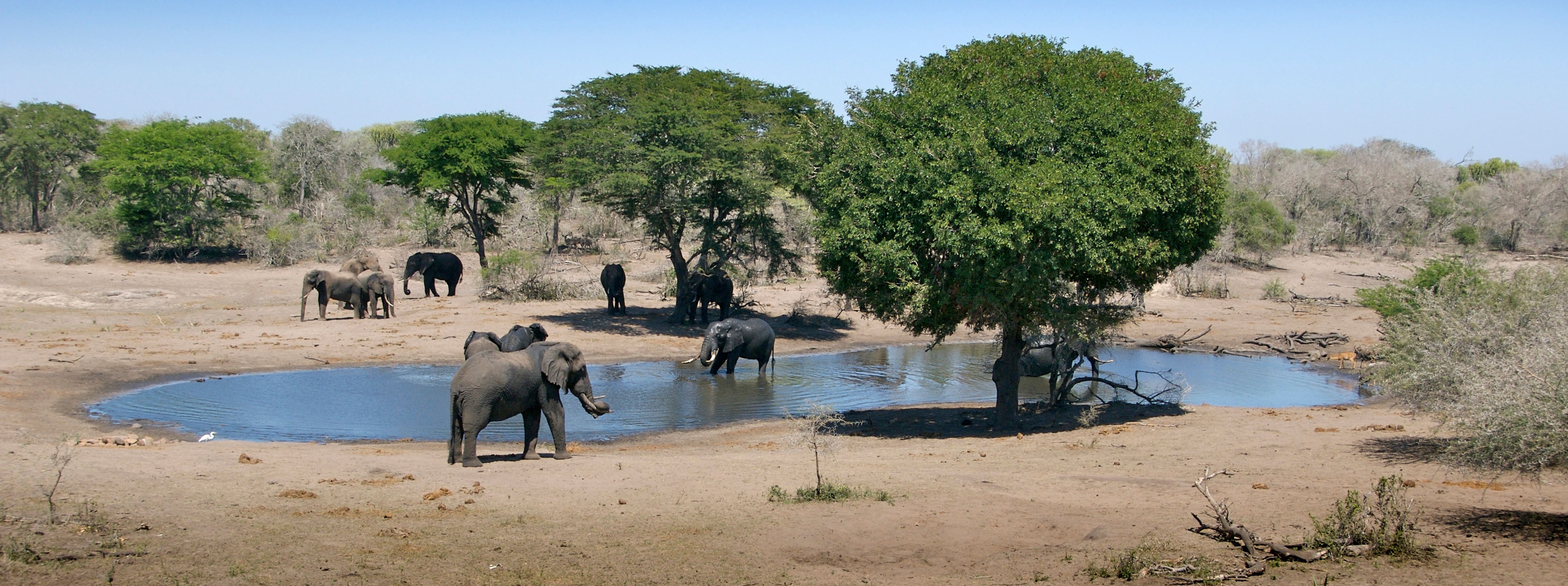 Zuid-Afrika-tembe-elephant-park-olifanten