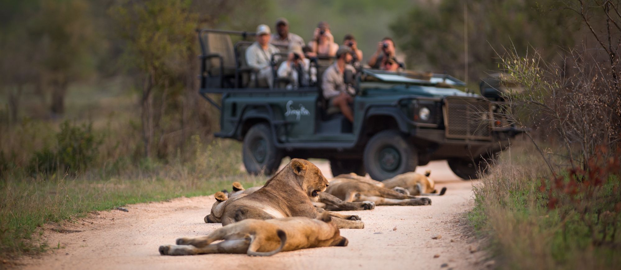 Zuid-Afrika-Sabi-Sands-Singita-Boulders-Lodge-Game-Drive-Leeuwen5