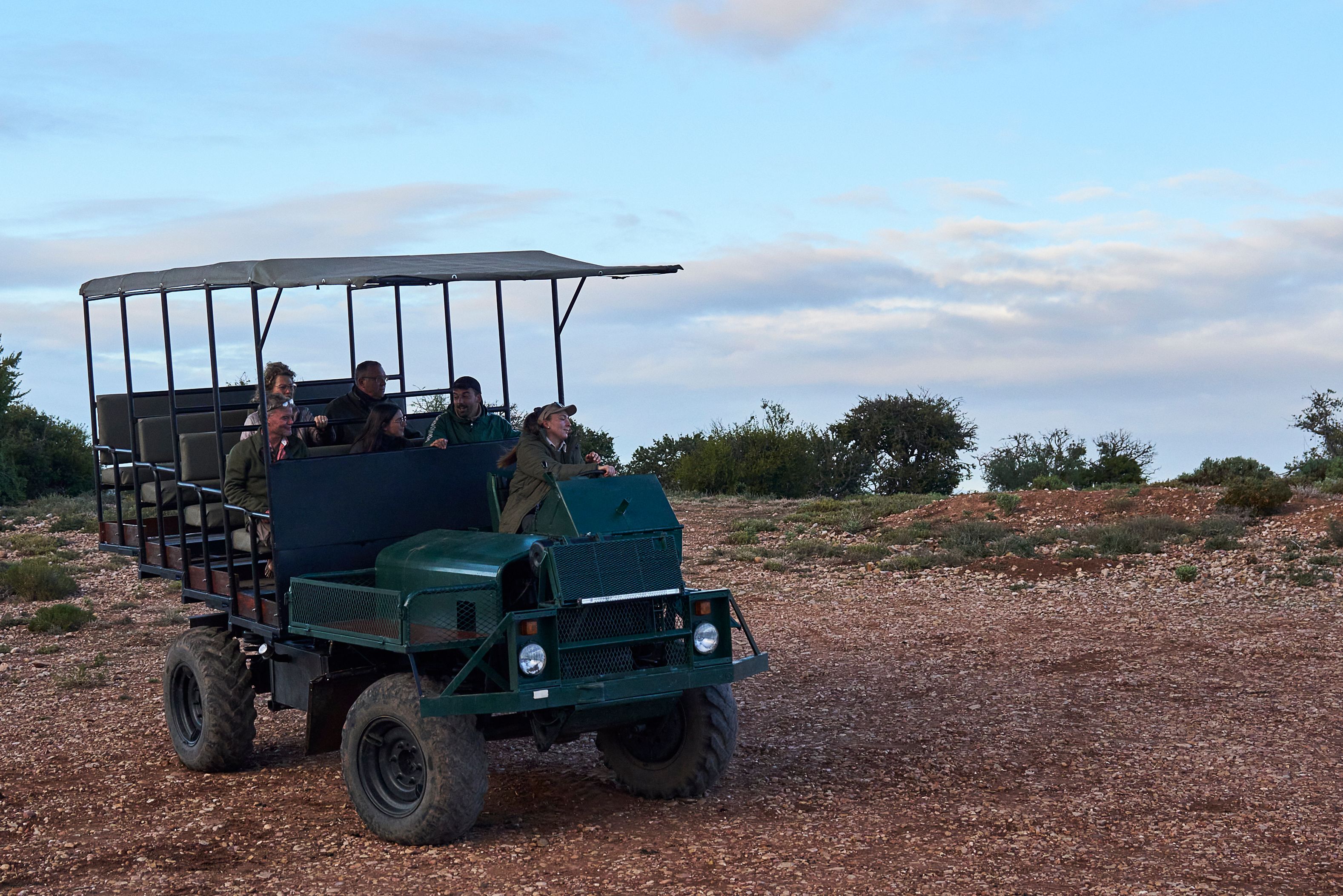 Stokstaartjes Safari Oudtshoorn