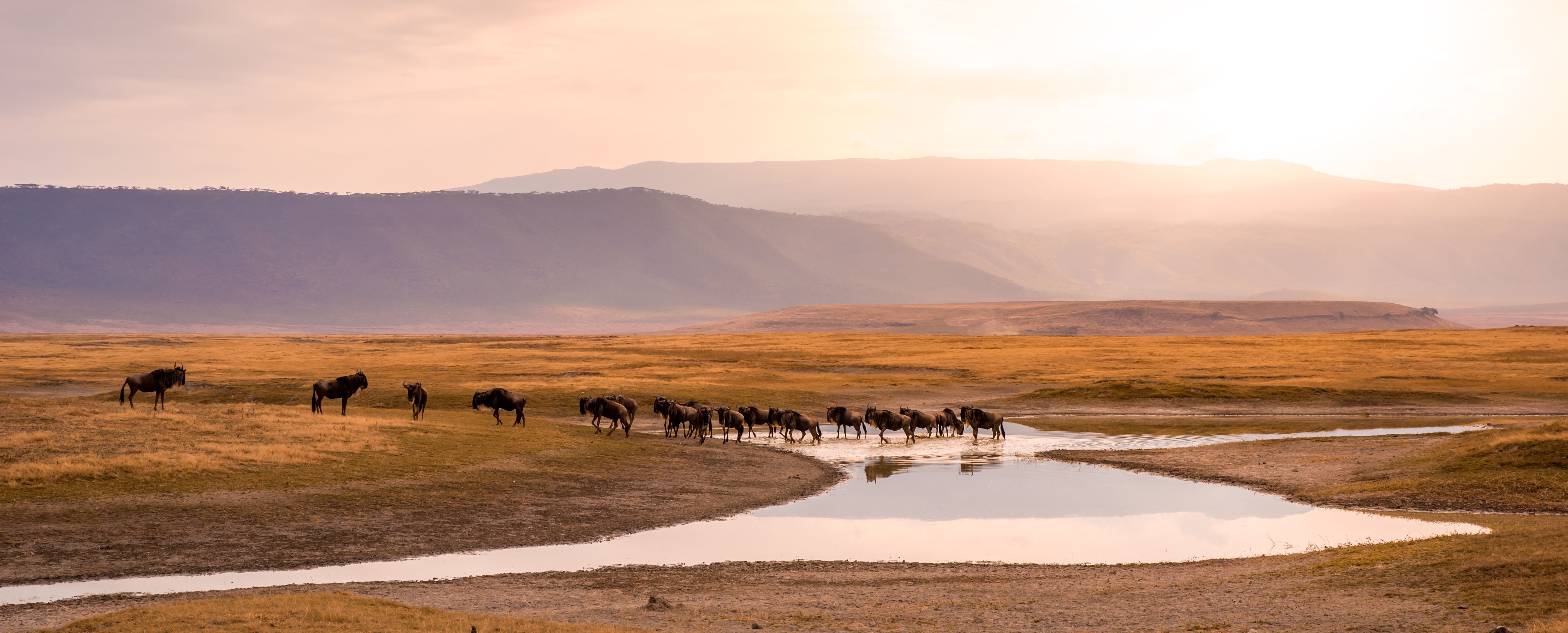 Tanzania-Ngorongoro-krater-kudde-van-gnoes