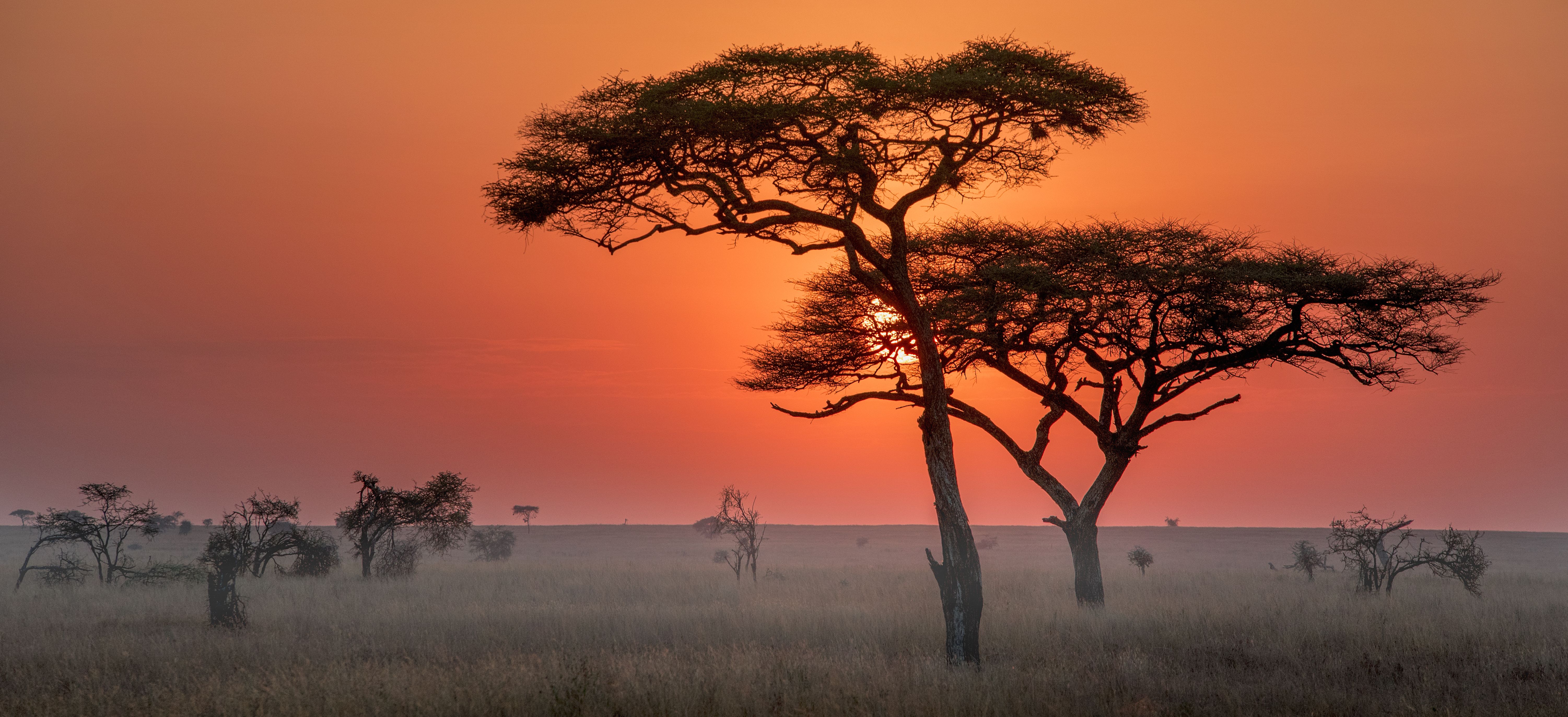 Tanzania-Serengeti-uitgestrekt-savannelandschap