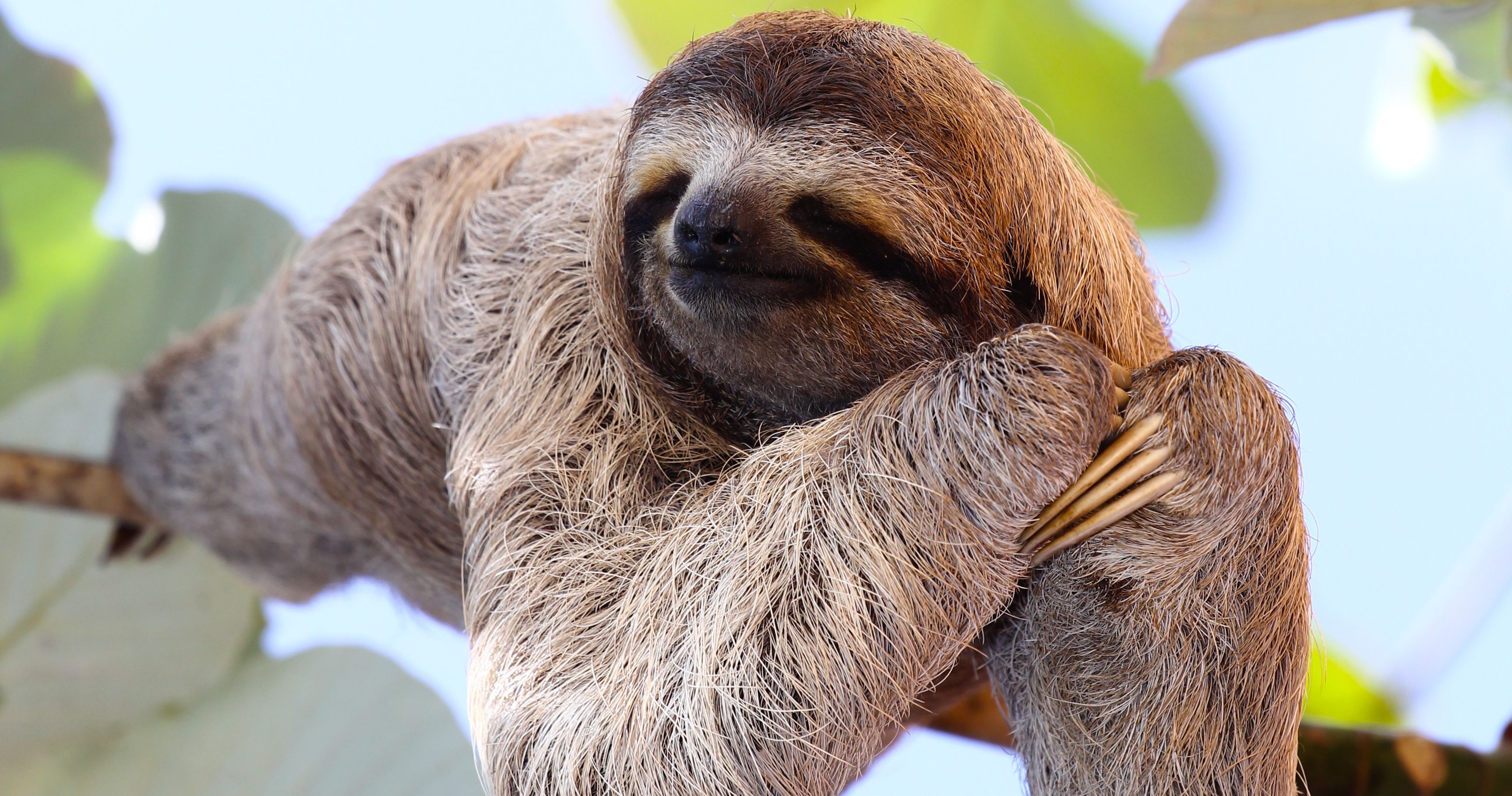 Costa-Rica-Luiaard-Sloth-chillen-in-een-boom