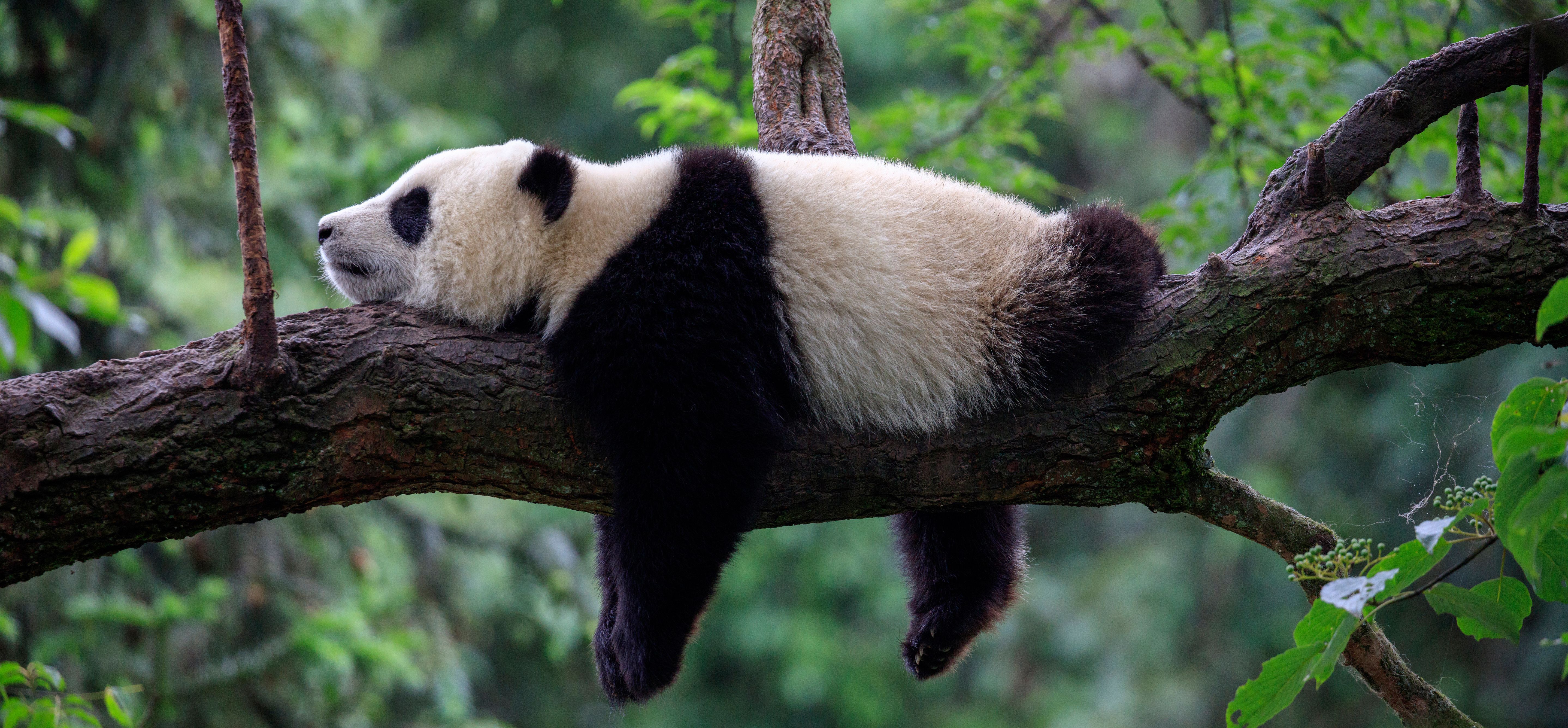 China-Panda-in-Boom