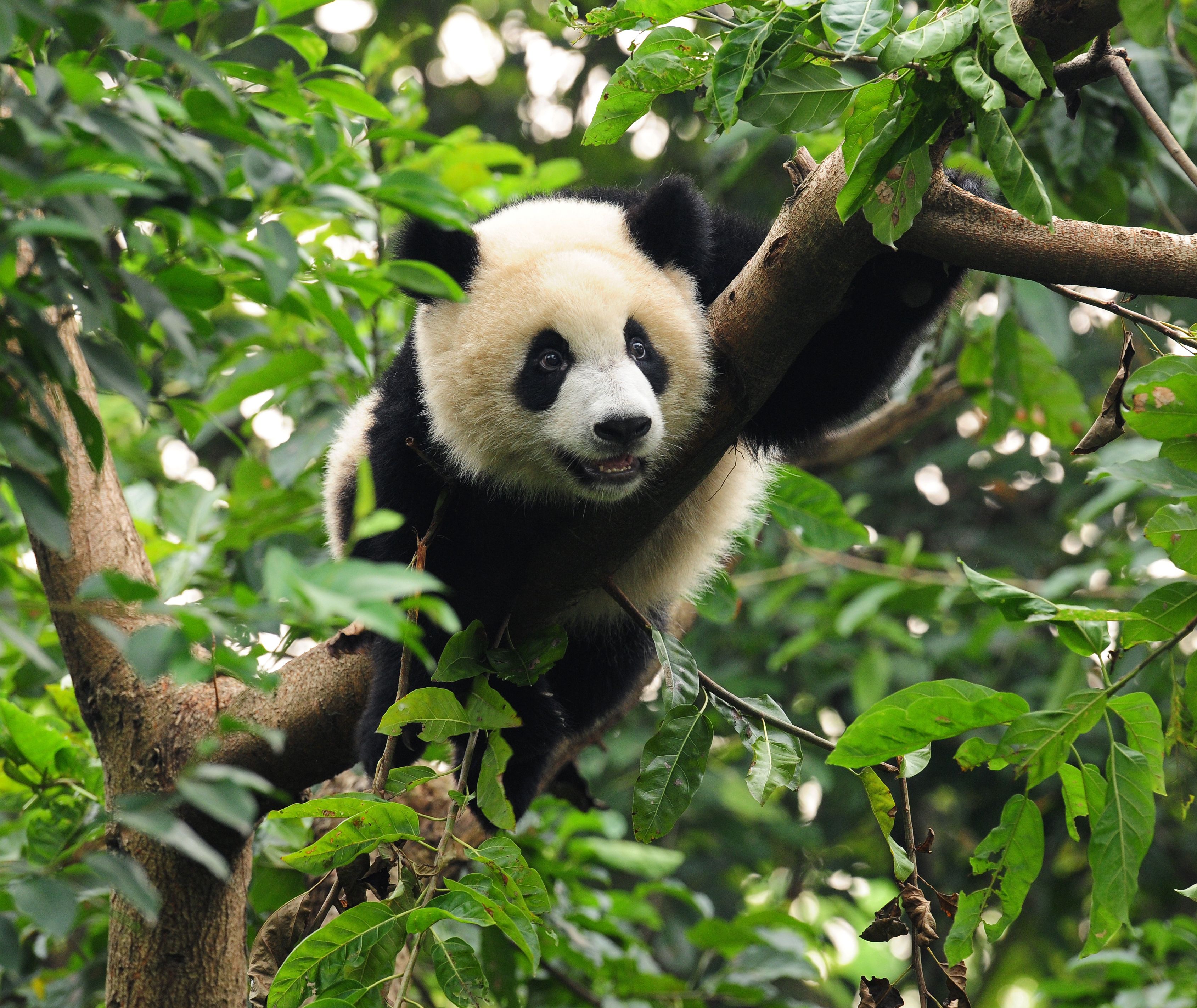 China-Panda