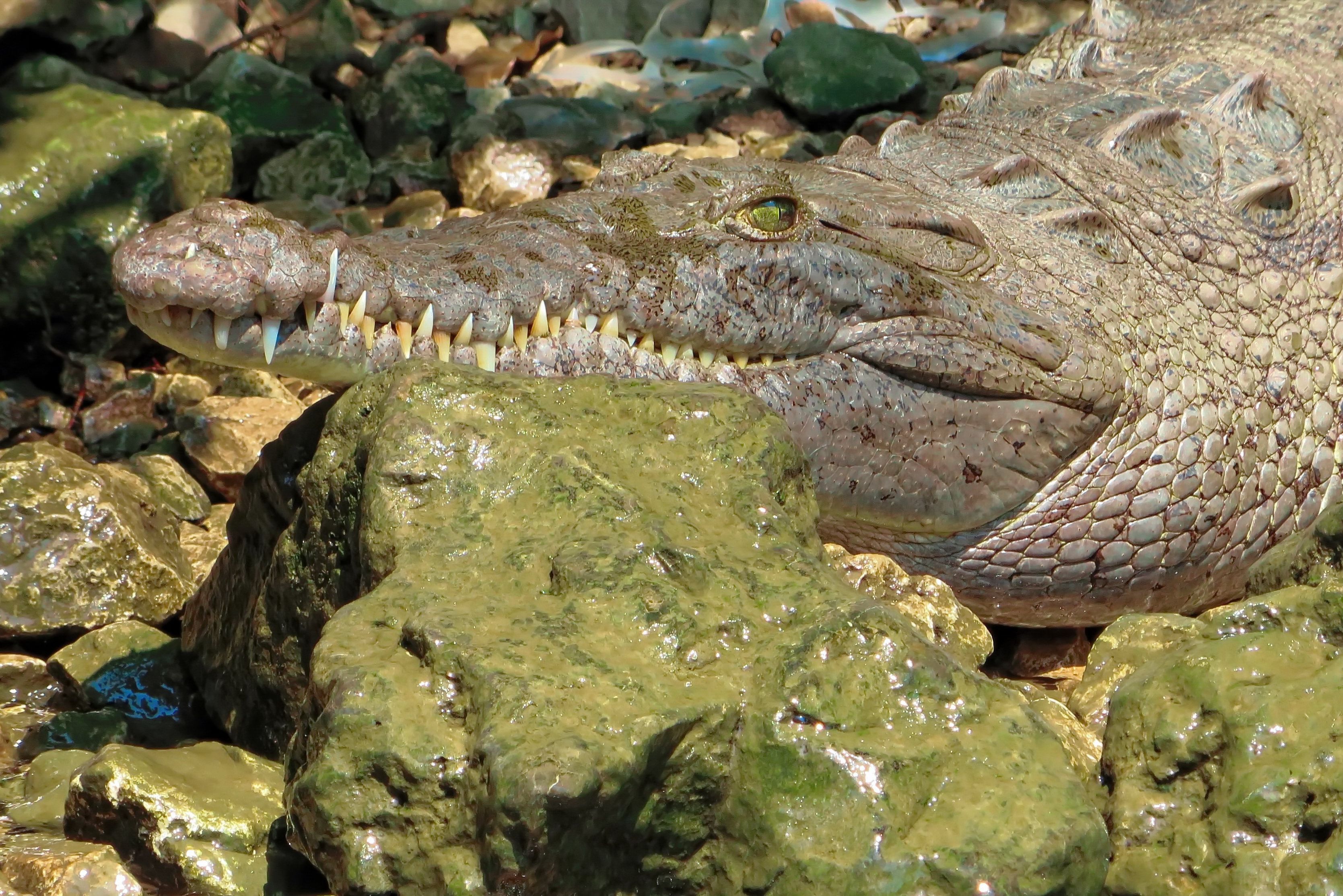 Krokodil in de Sumidero canyon