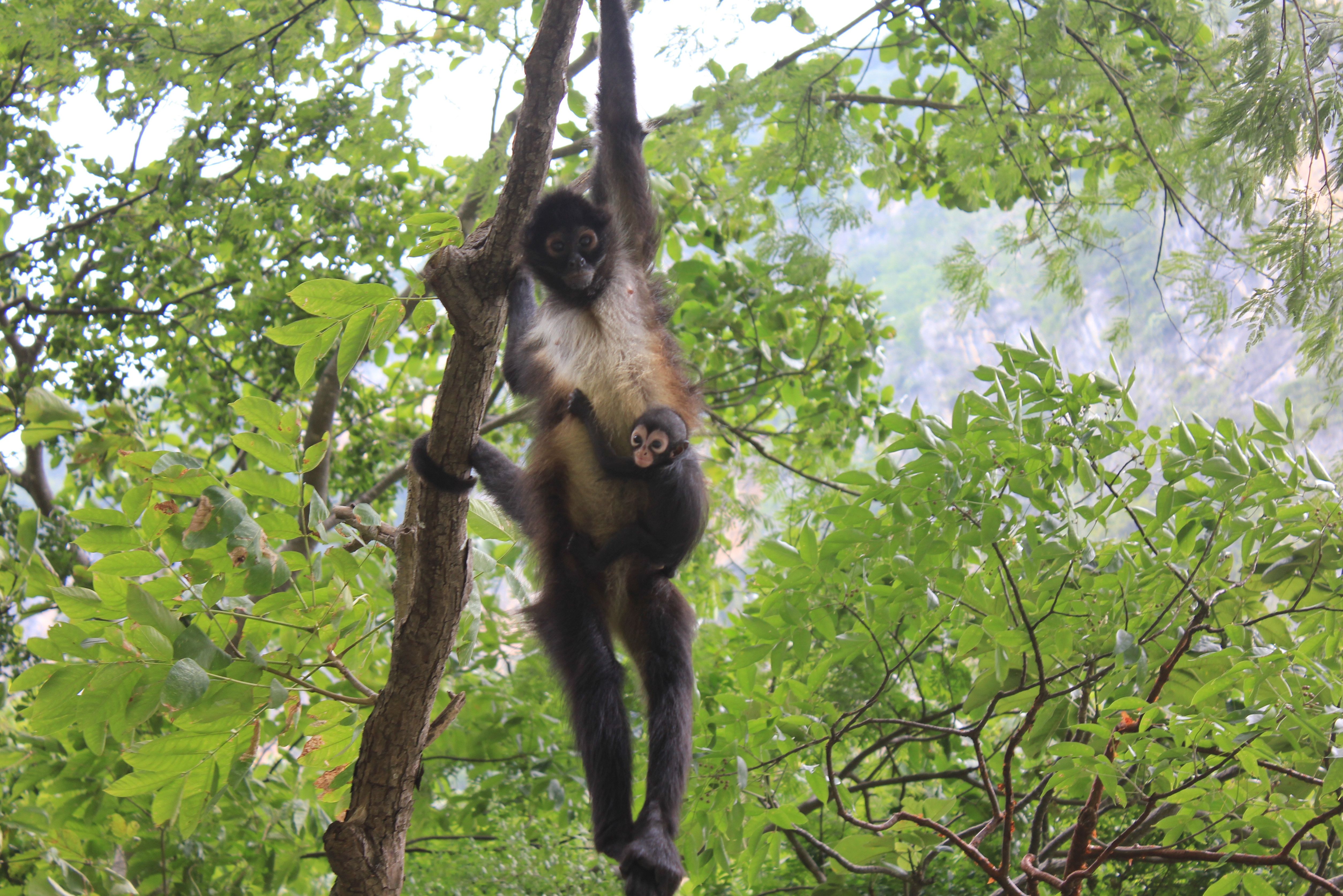 Spider monkeys in de Sumidero canyon