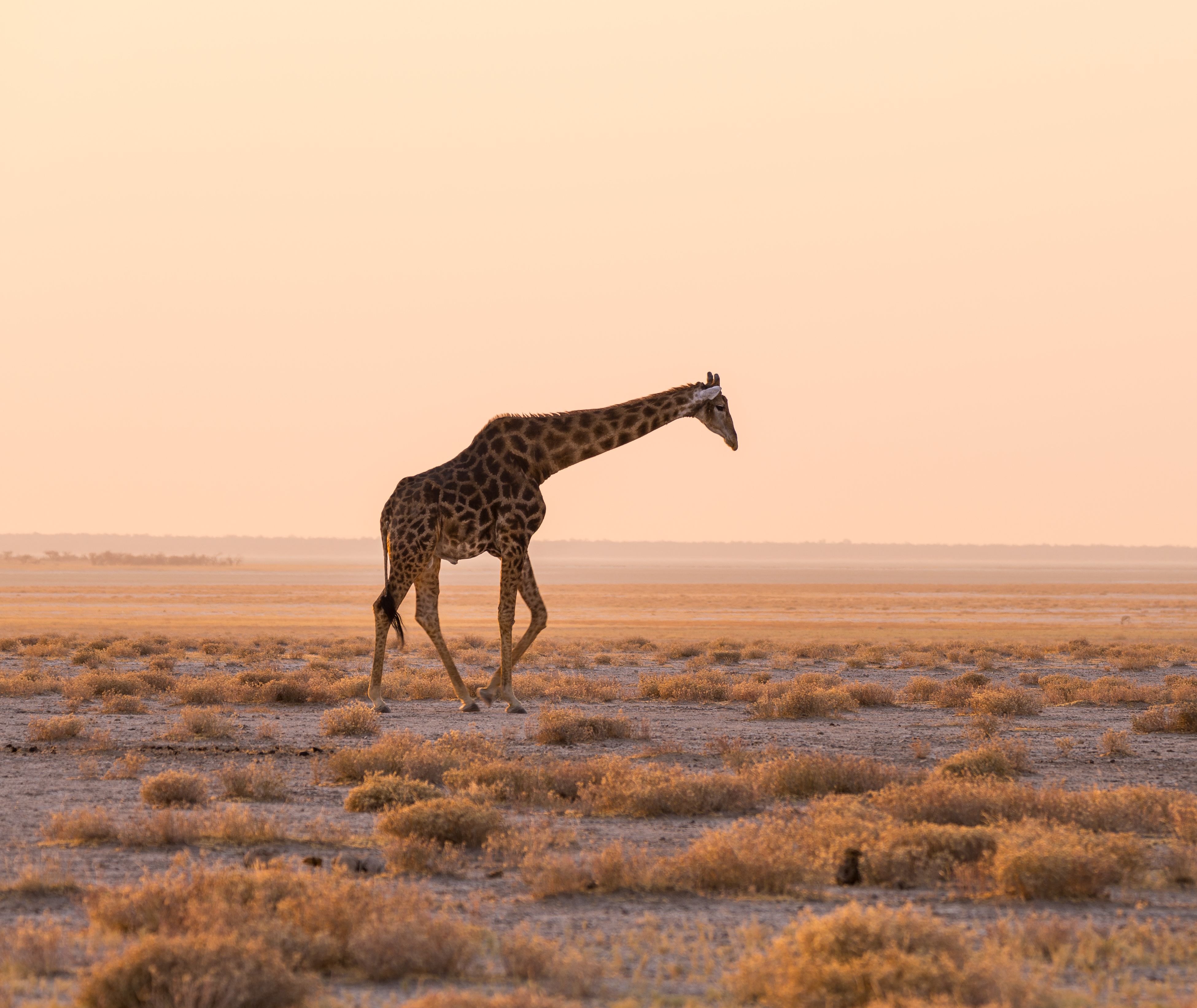 Namibie-Etosha-Giraffe