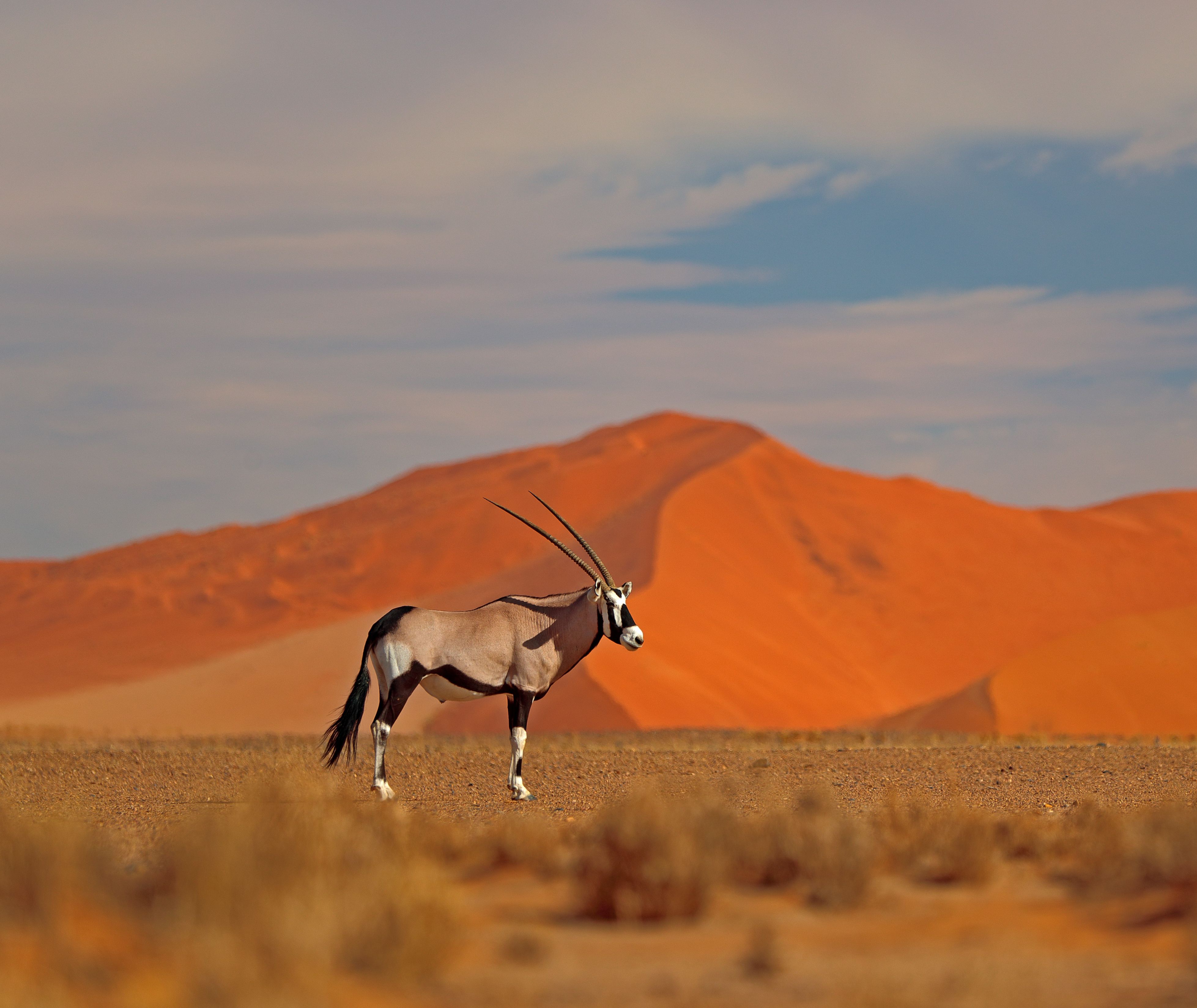 namibie-namib-desert-sossusvlei-oryx-2