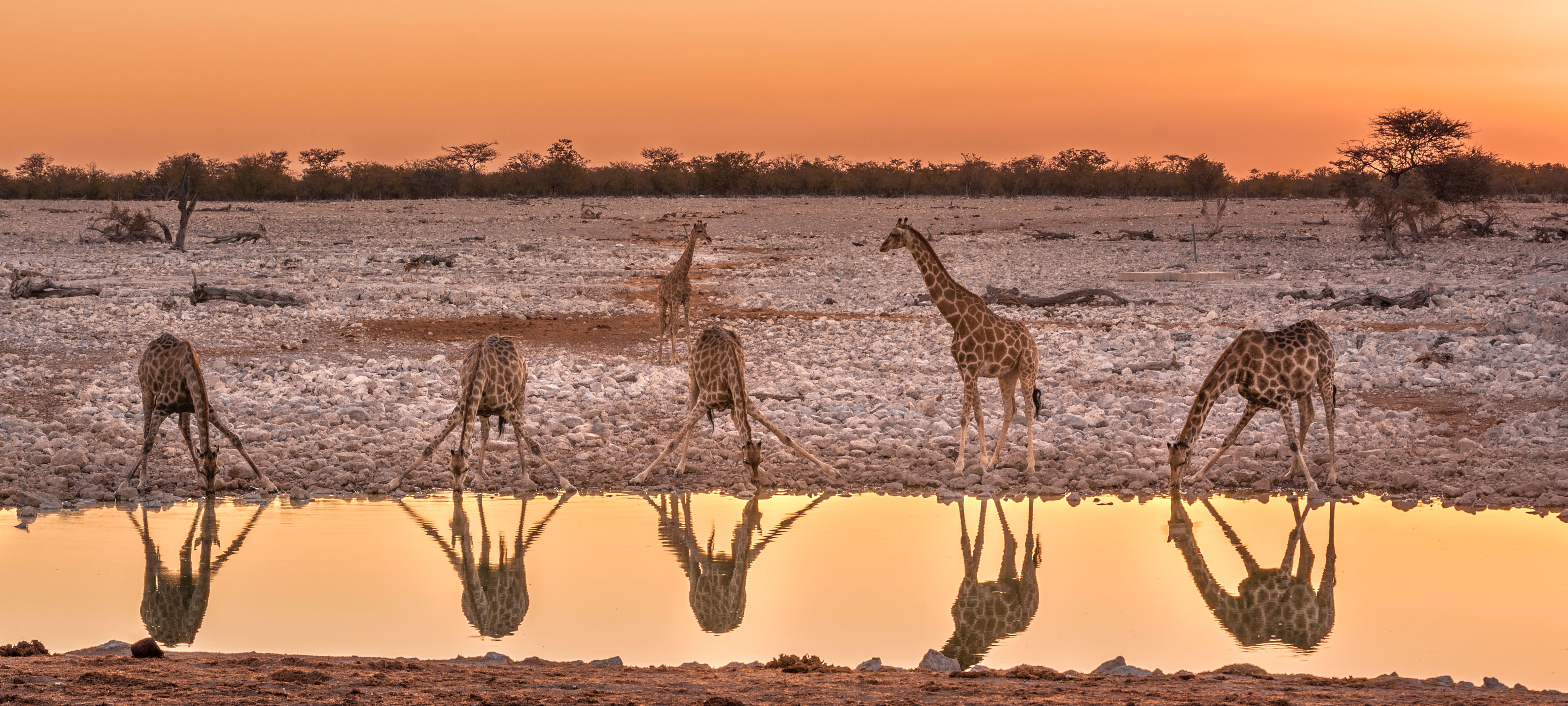 namibie-etosha-waterplaats-giraffen