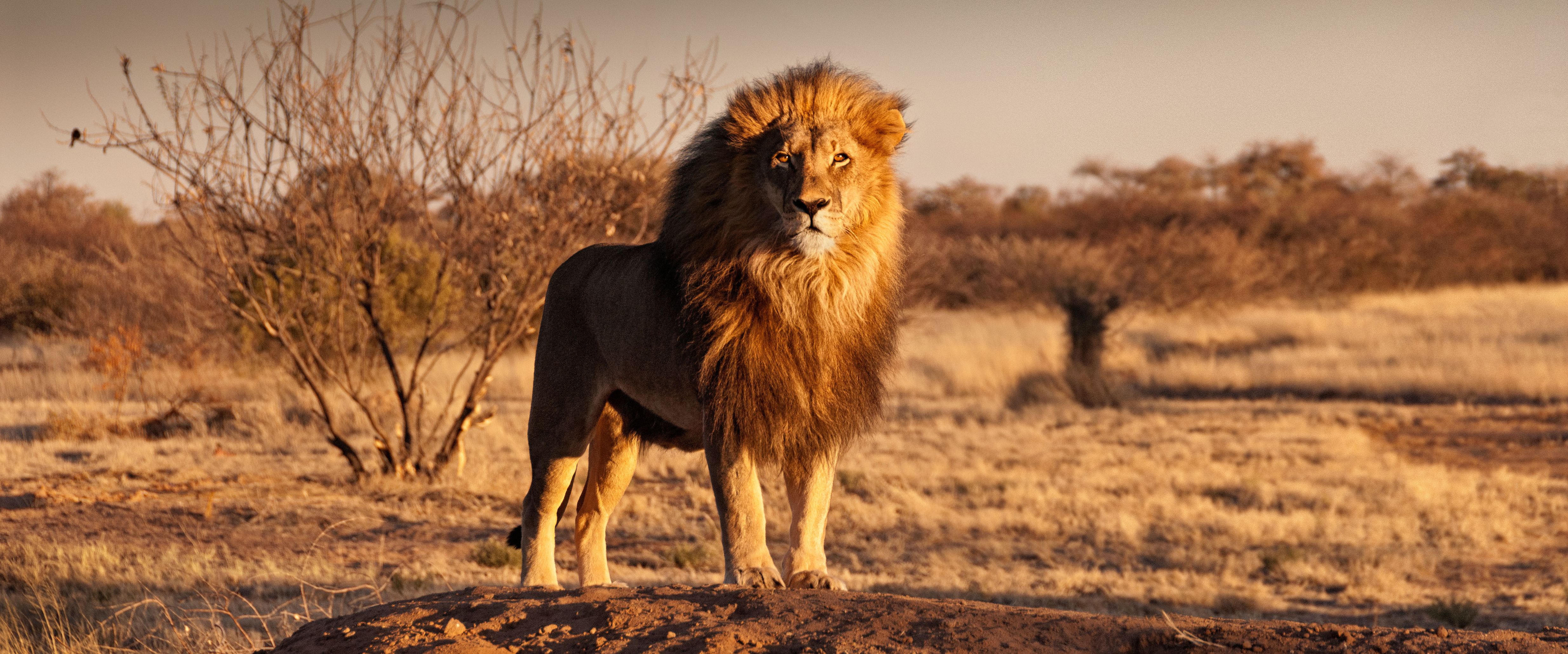 namibie-kalahari-leeuw
