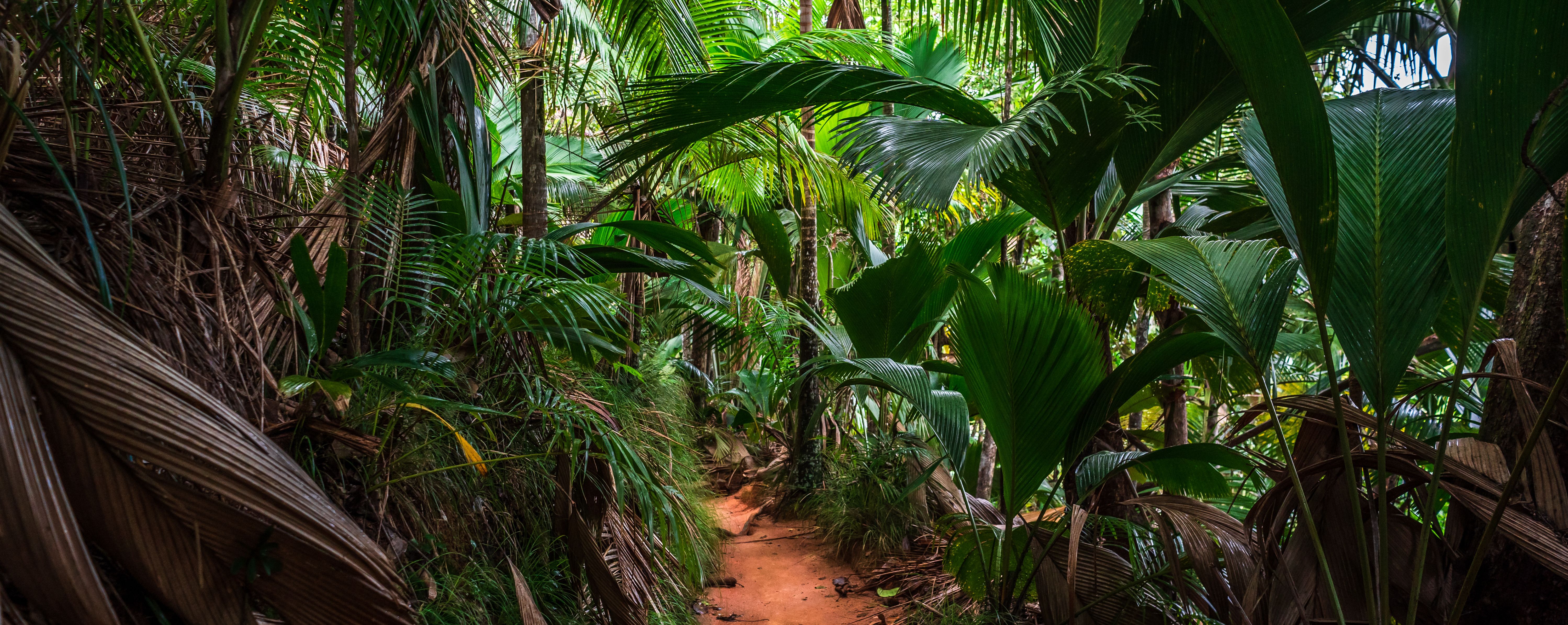 Seychellen-Praslin-Vallee-de-Mai-coco-de-mer-palmen