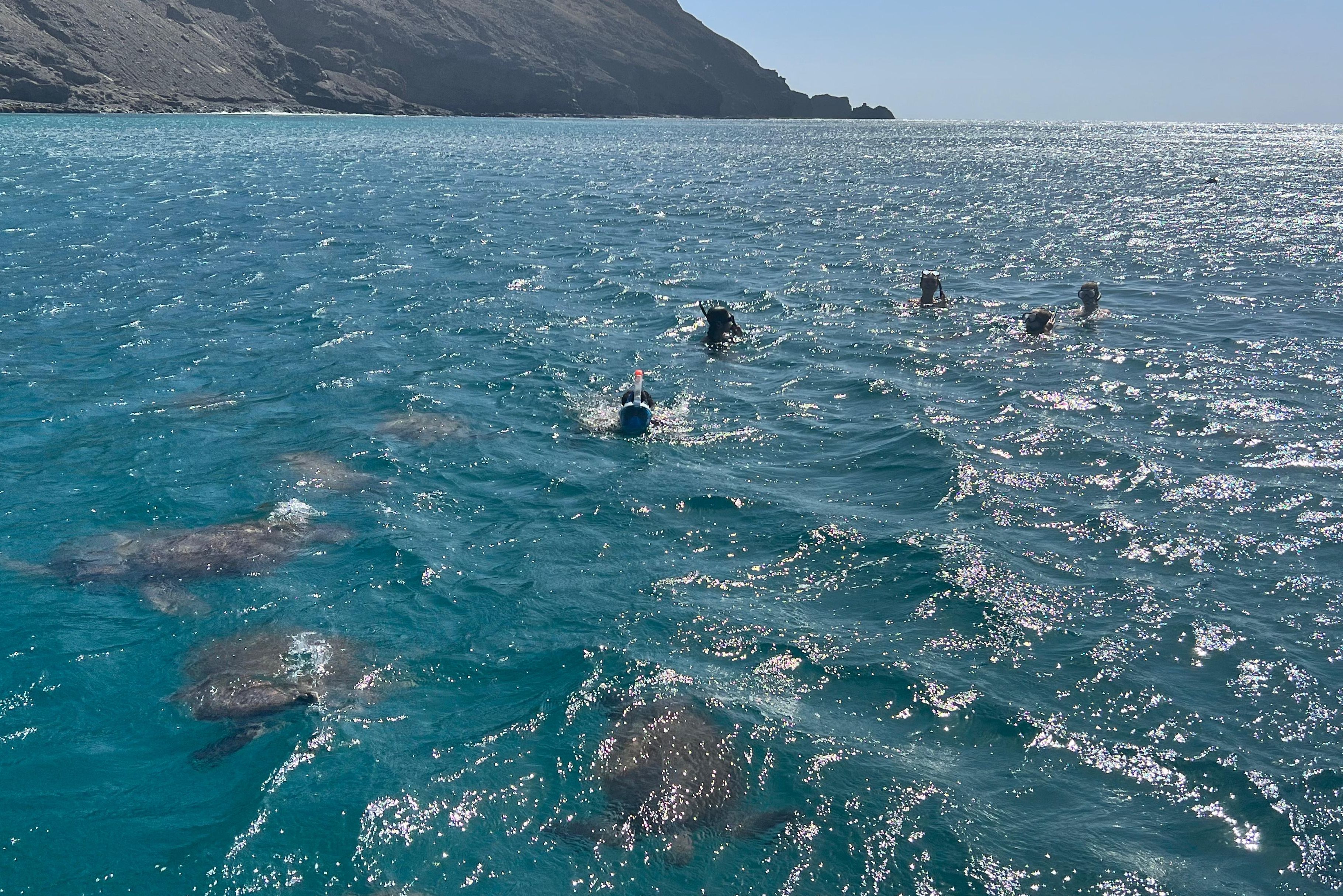 Kaapverdie-Sao-Vicente-Meet-The-Turtles-Zeeschildpadden