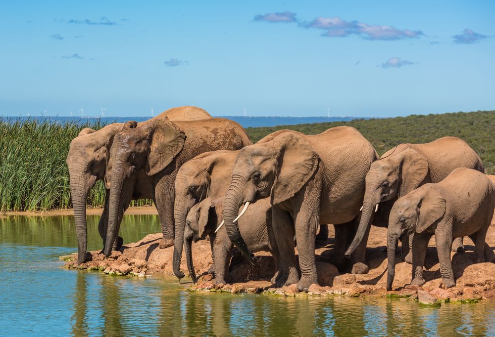 Familiereis Zuid Afrika Big Five walvissen