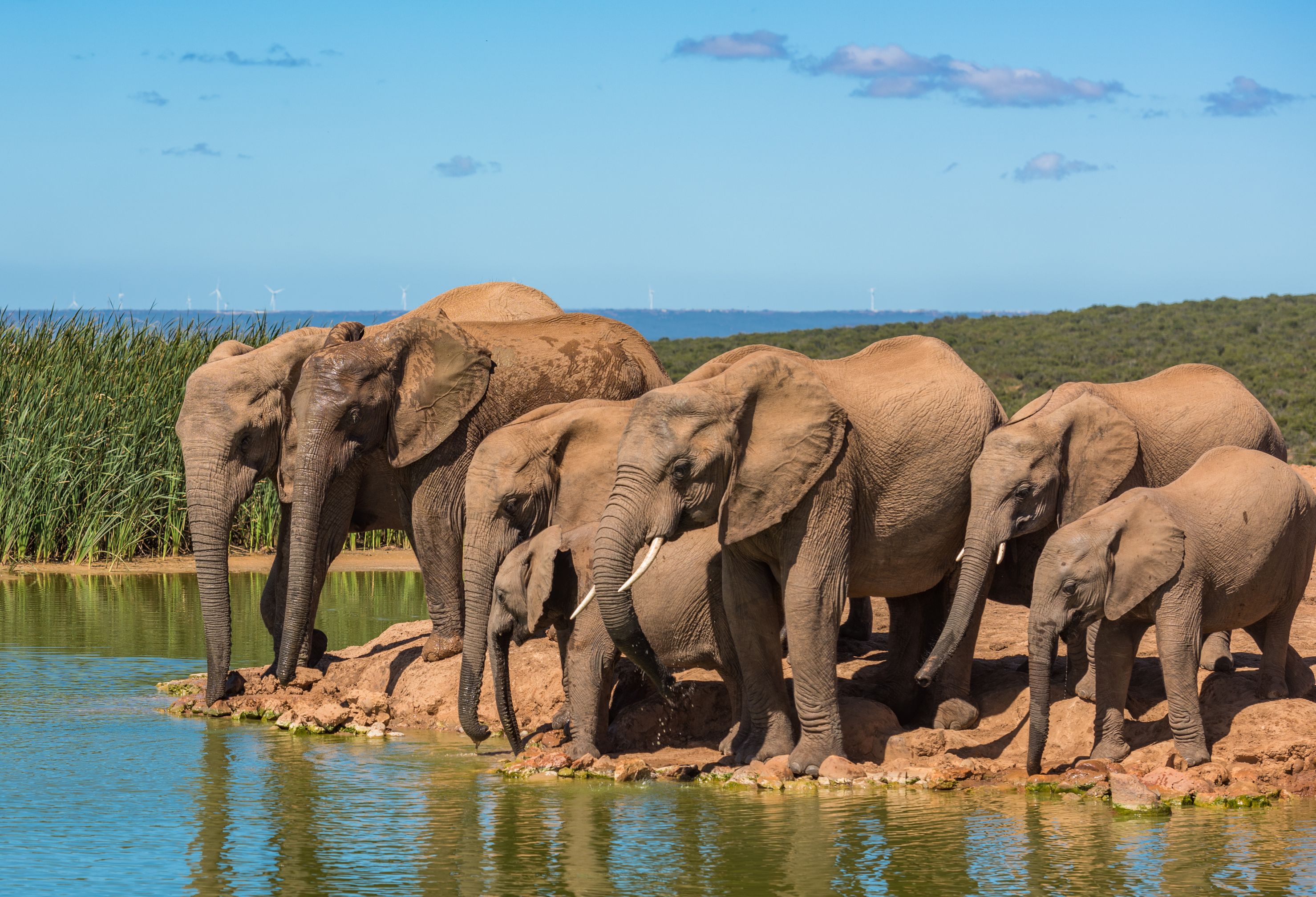 Een olifanten kudde in Zuid-Afrika