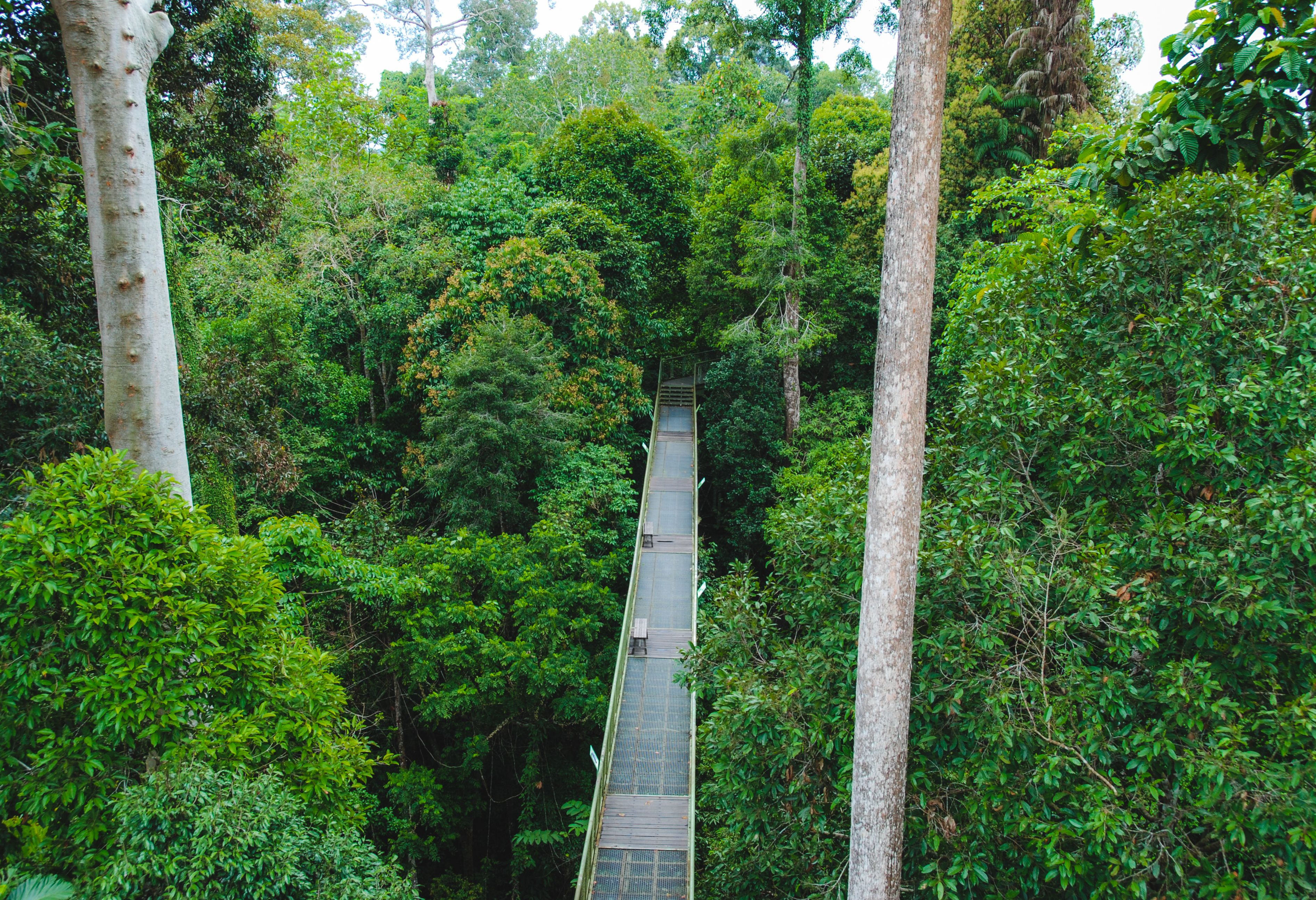 Rainforest Discovery Center Sepilok