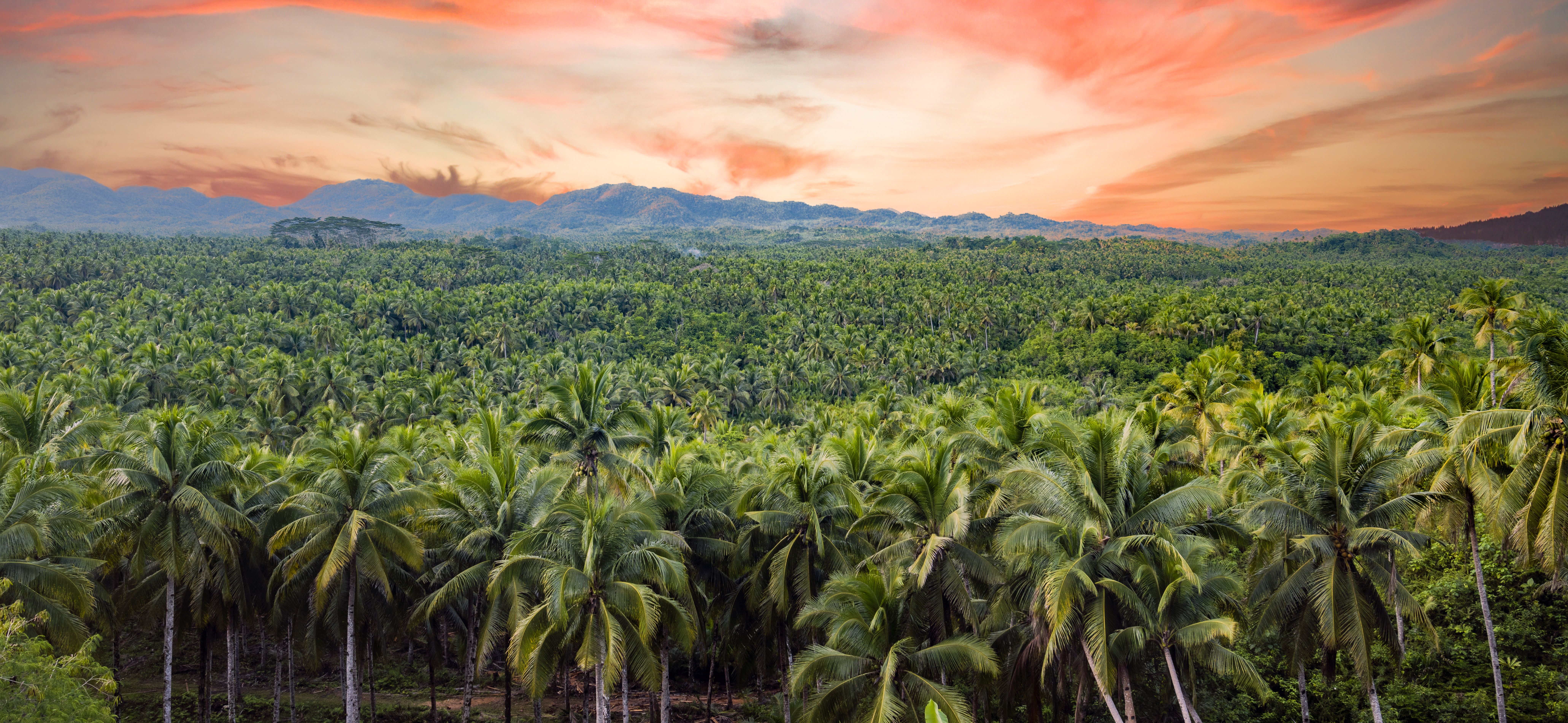 Filipijnen-Siargao-bos