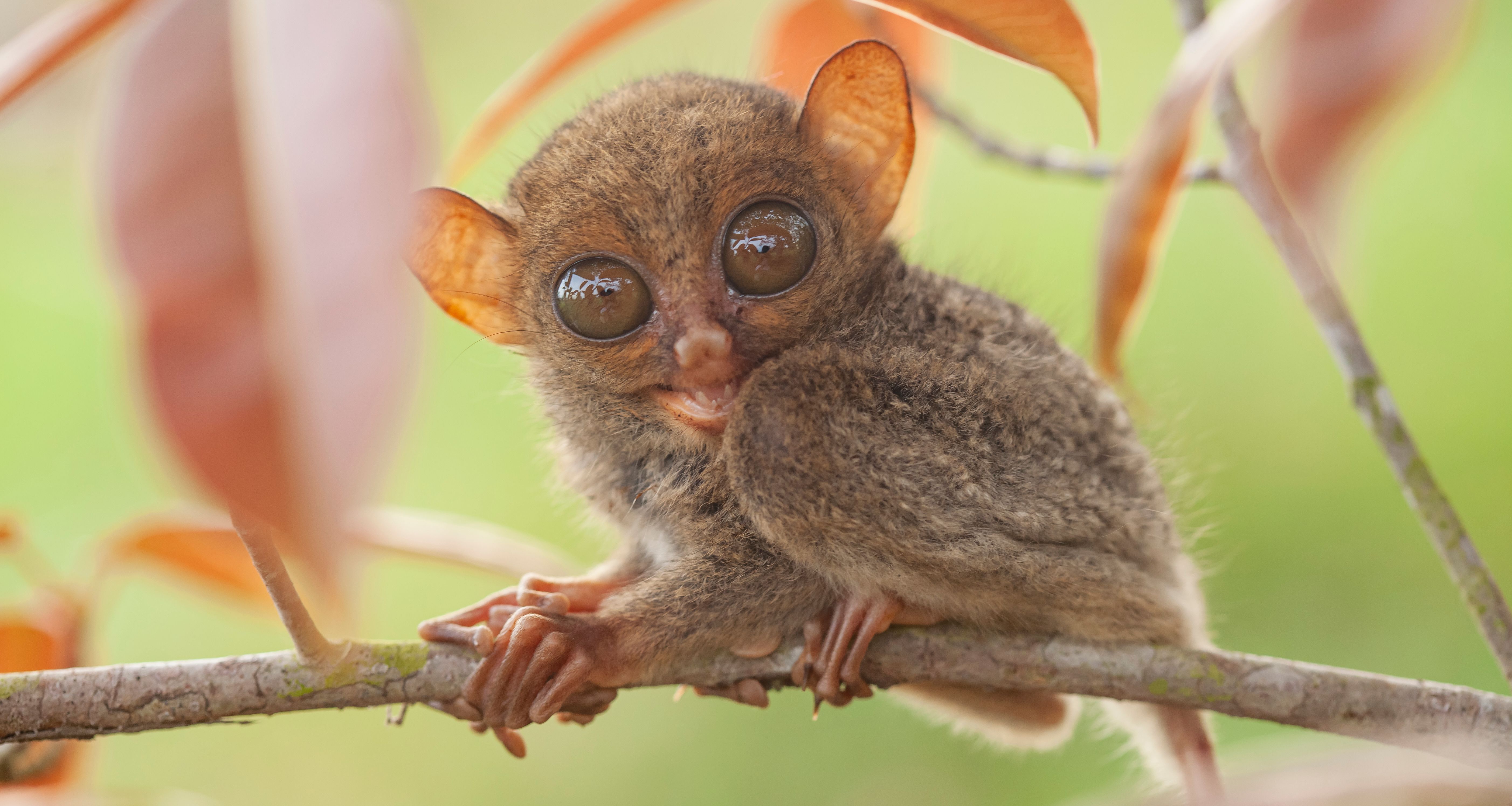 Filipijnen-Visayas-Bohol-tarsier-spookdier